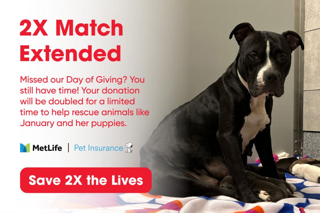 Match Extended, January and Pups lightbox