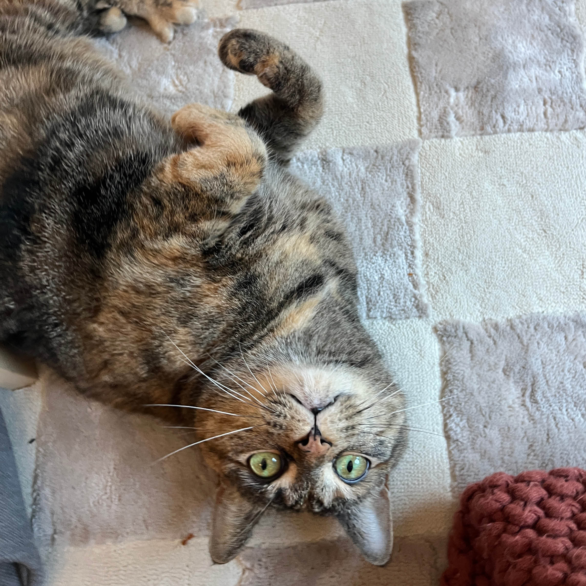 Penelope PICS3
