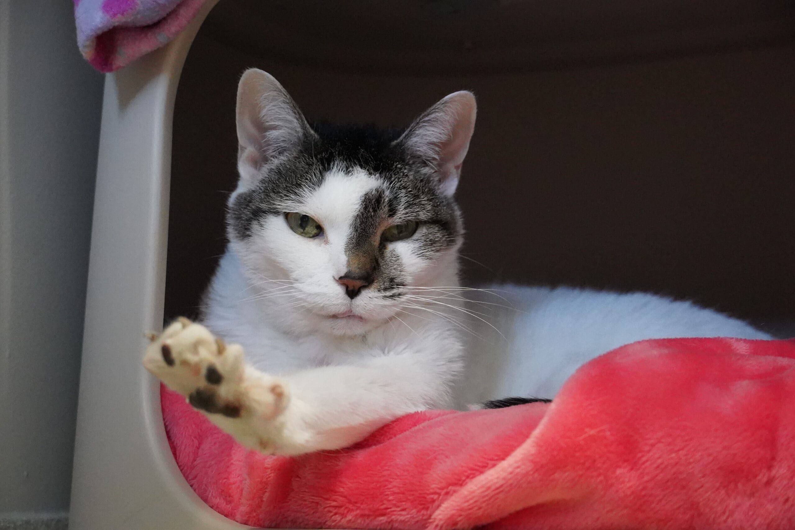 A0057363551-Stella