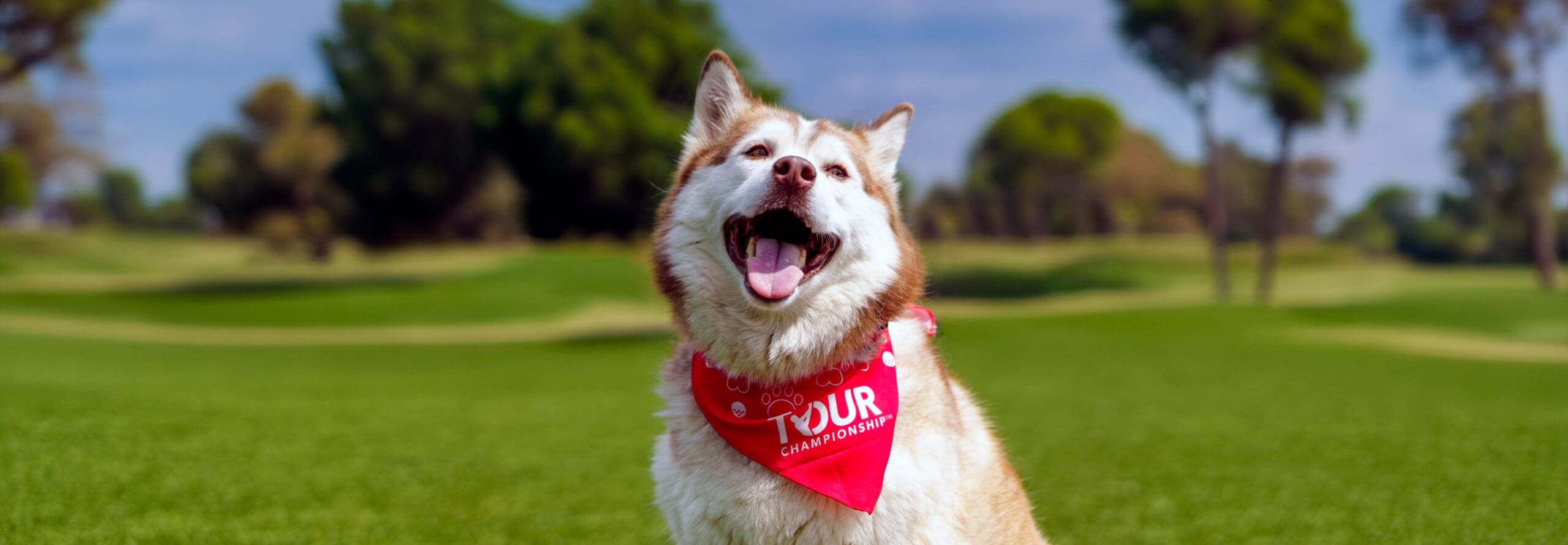 Pup Putt Hero Image