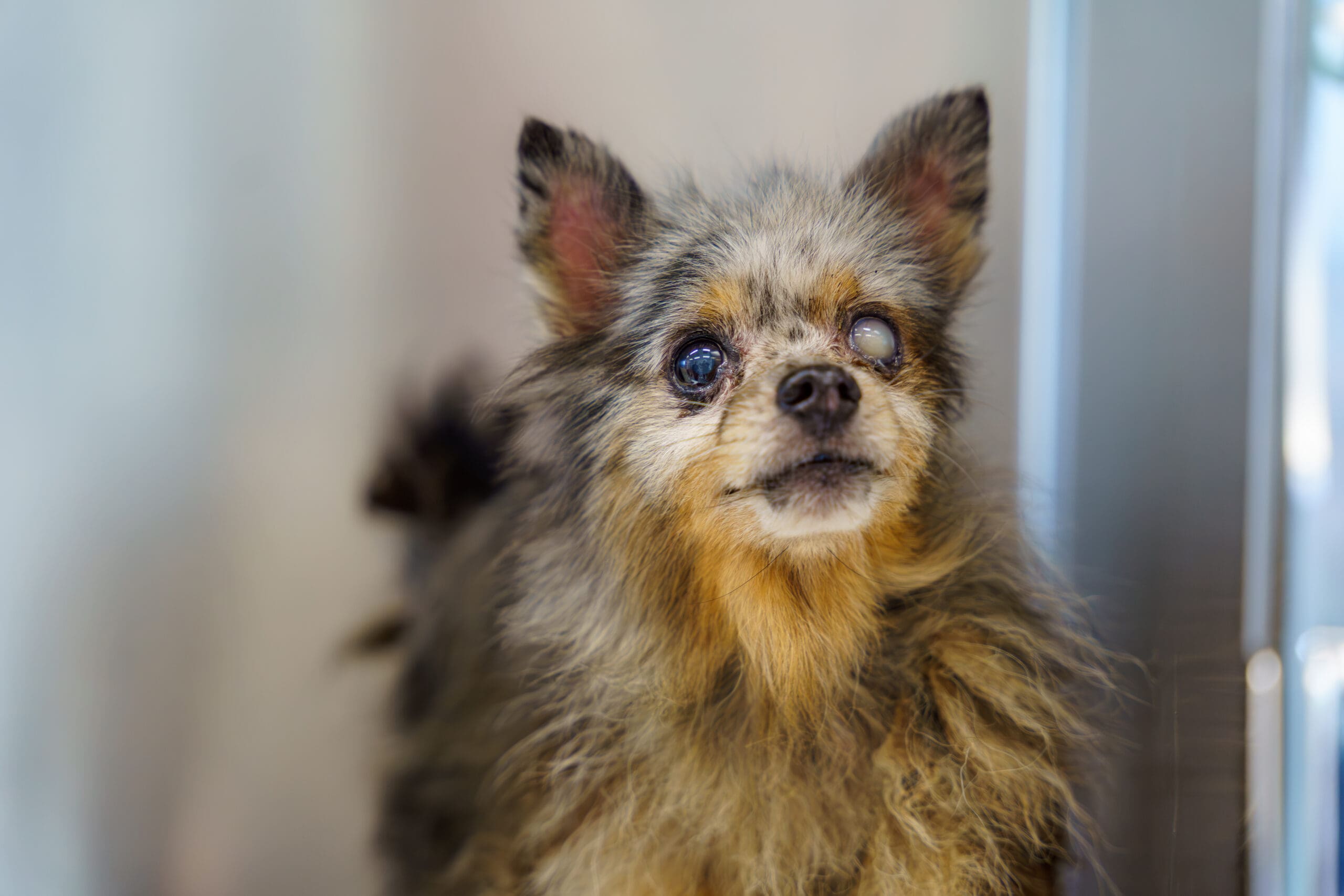 DadePomsRescue DSC06649