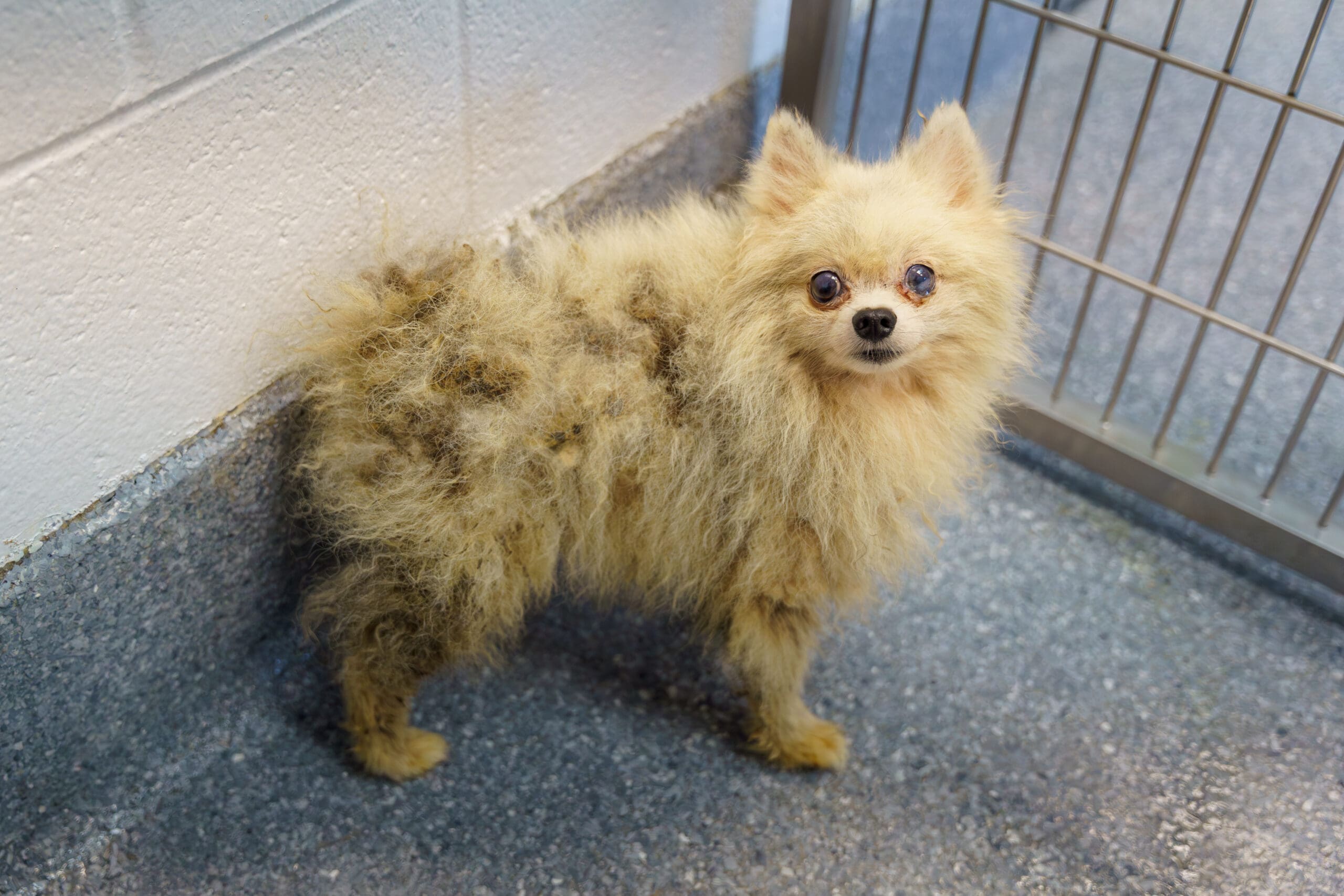 DadePomsRescue DSC06790