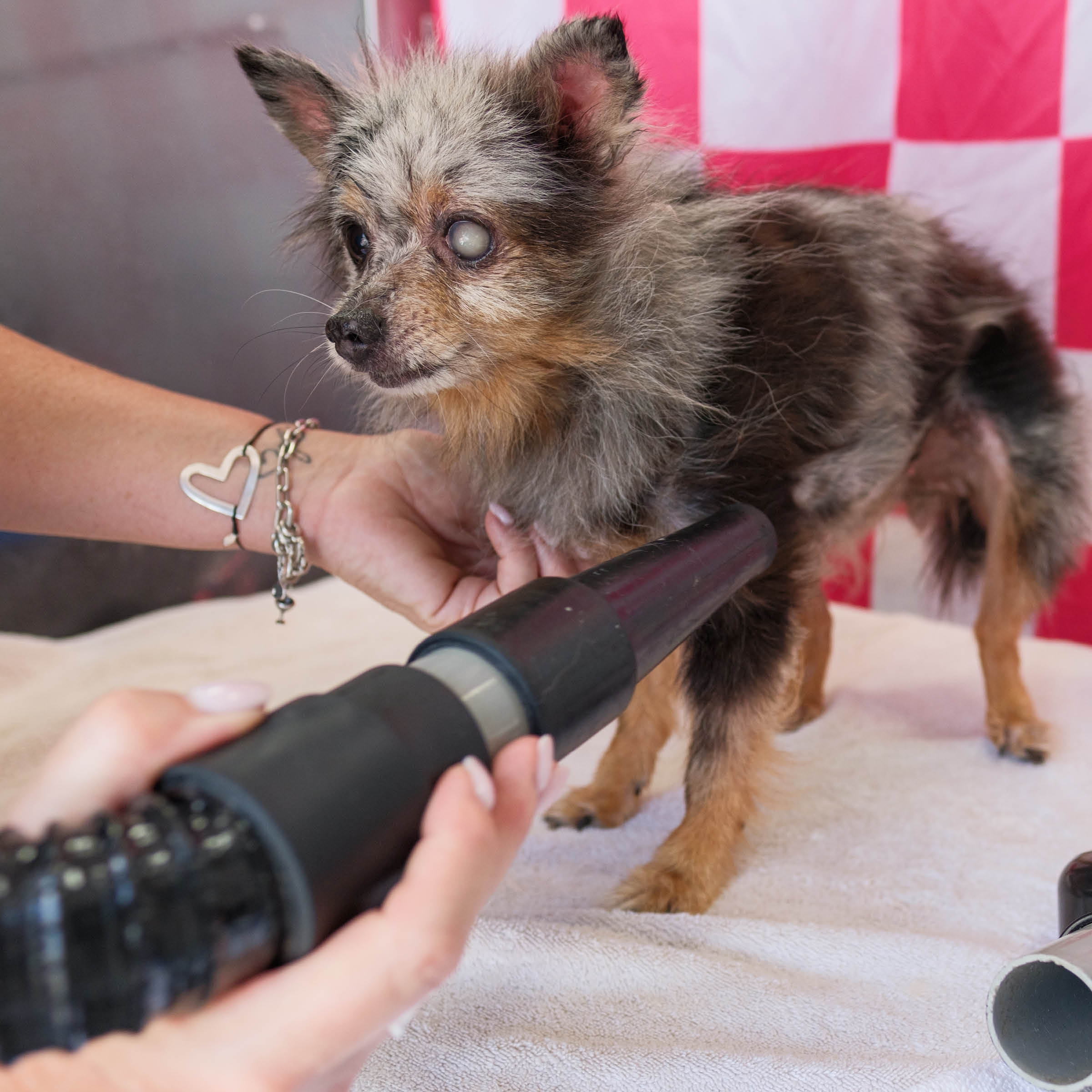 Pom Rescue2