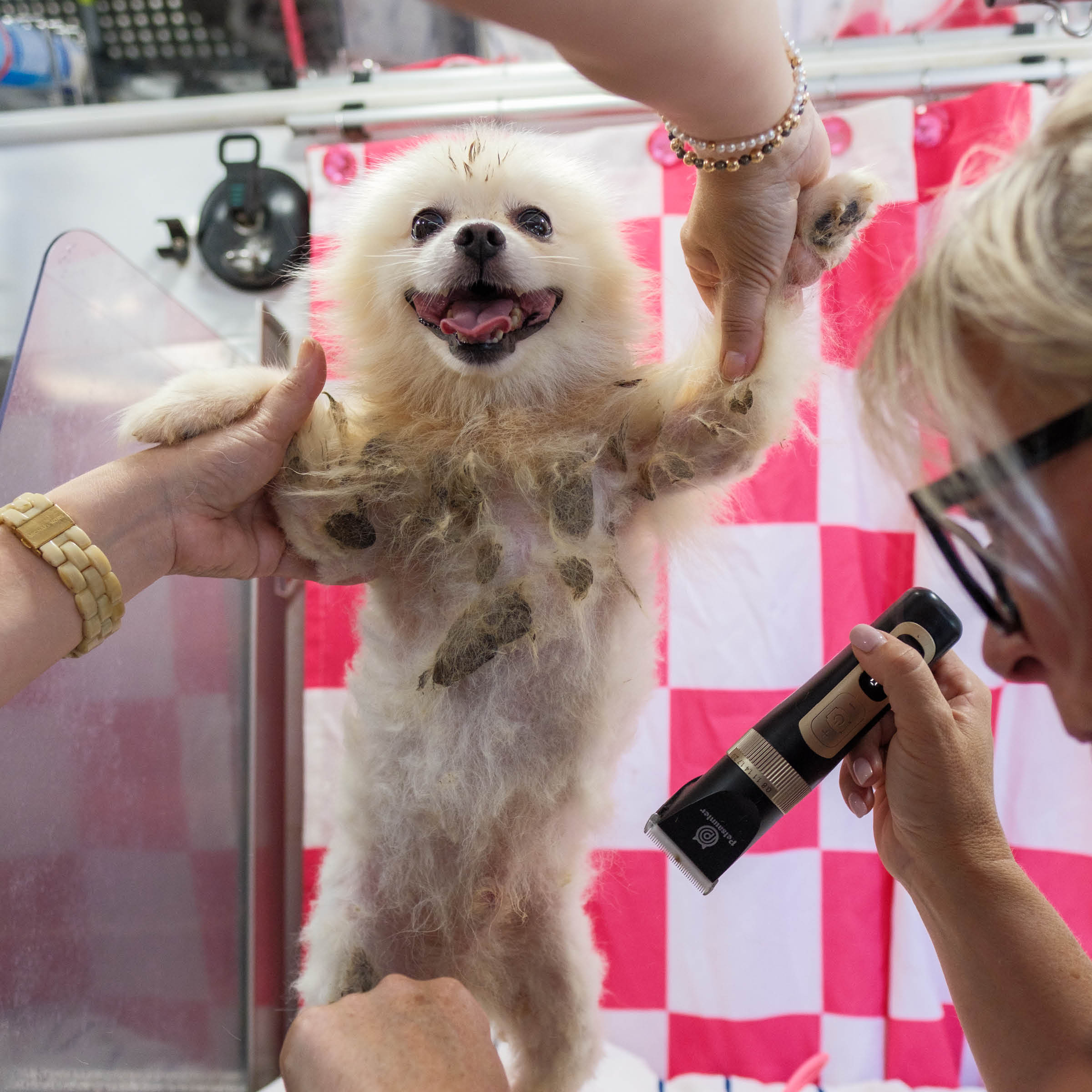 Pom Rescue3