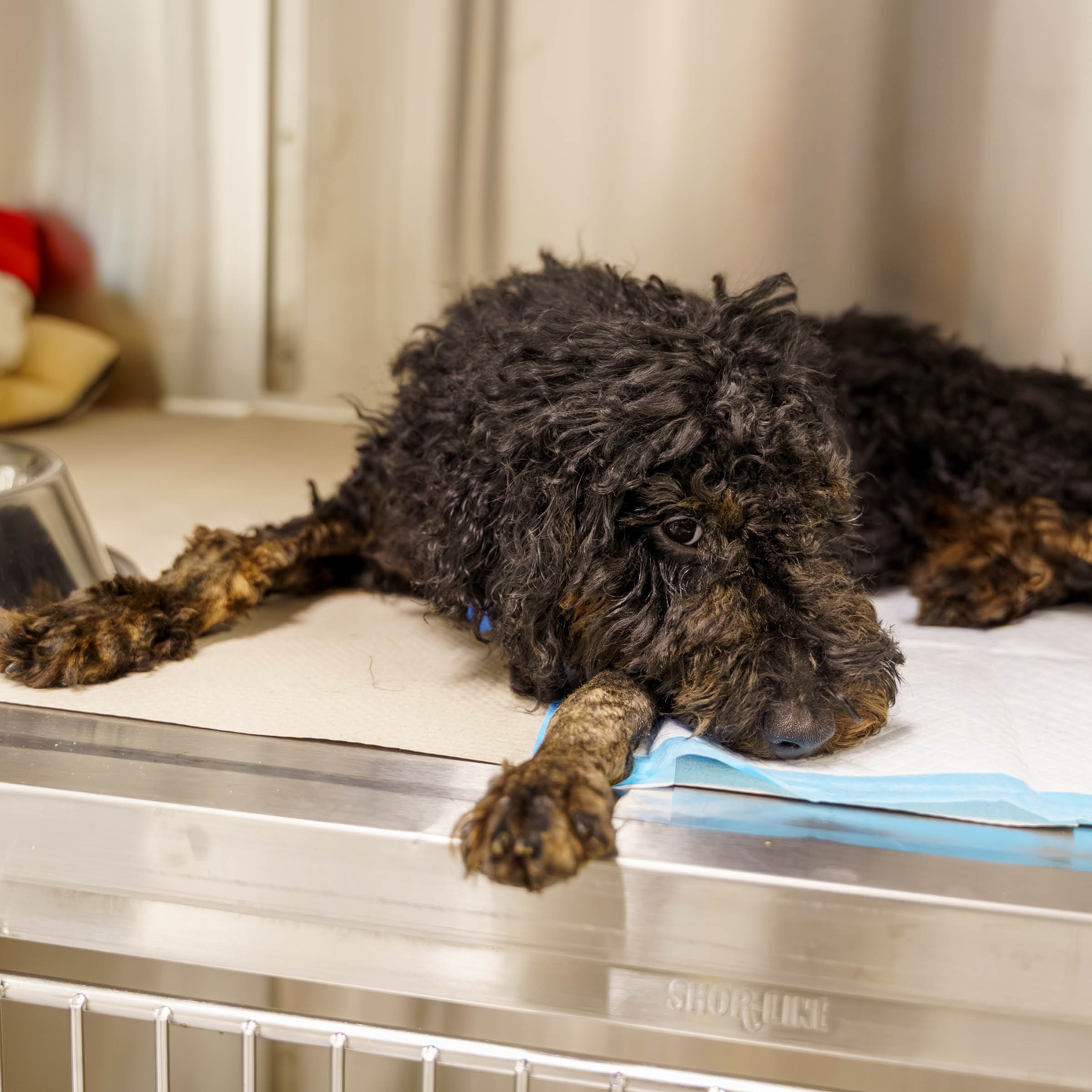 Onyx Xray Visit