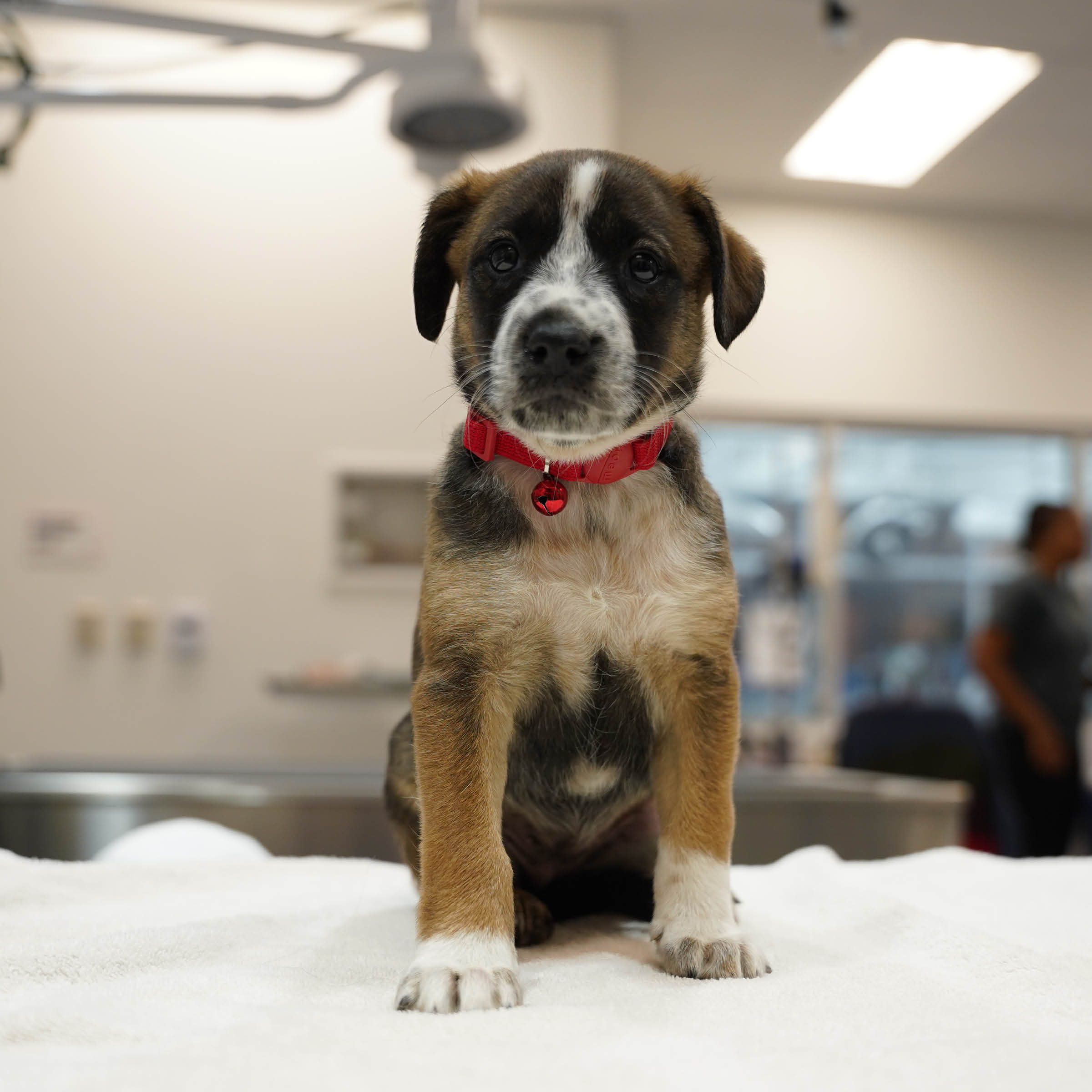 Roos Puppy1