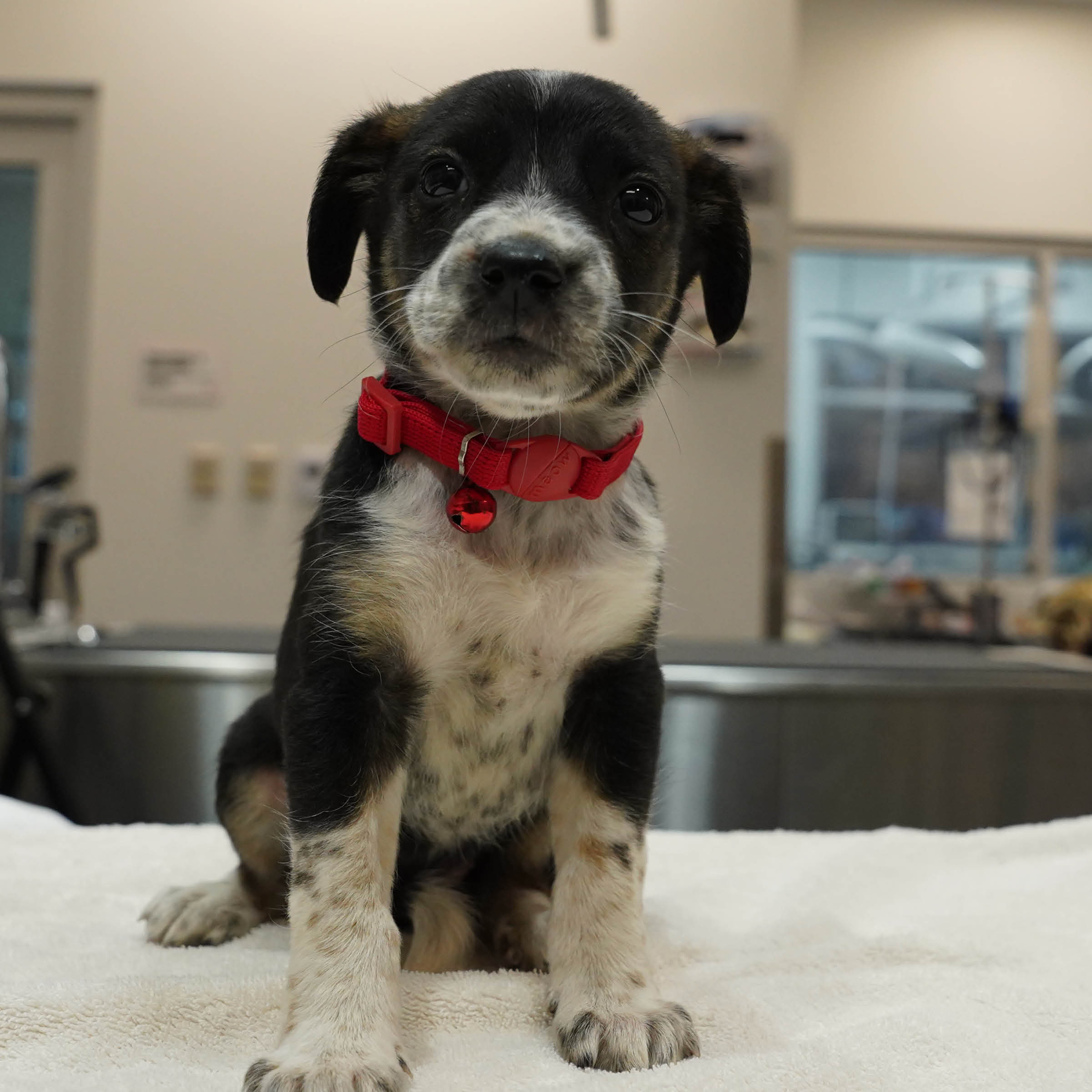 Roos Puppy3