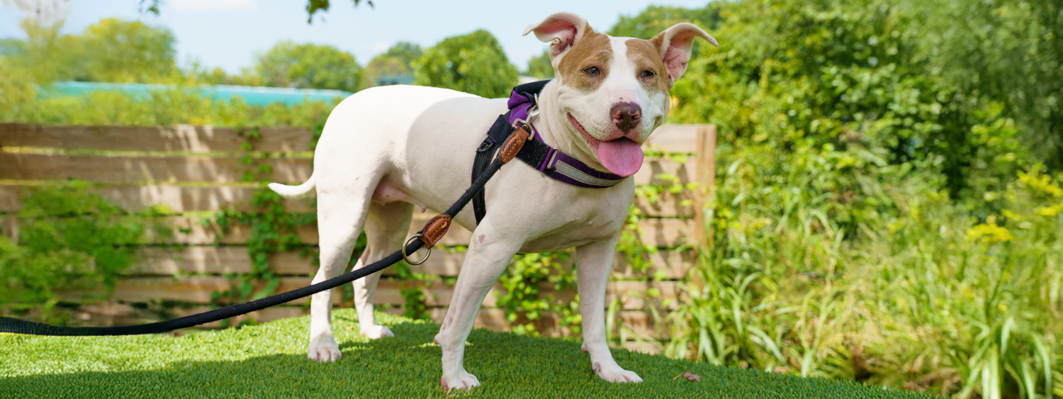 Hazel Blog Header