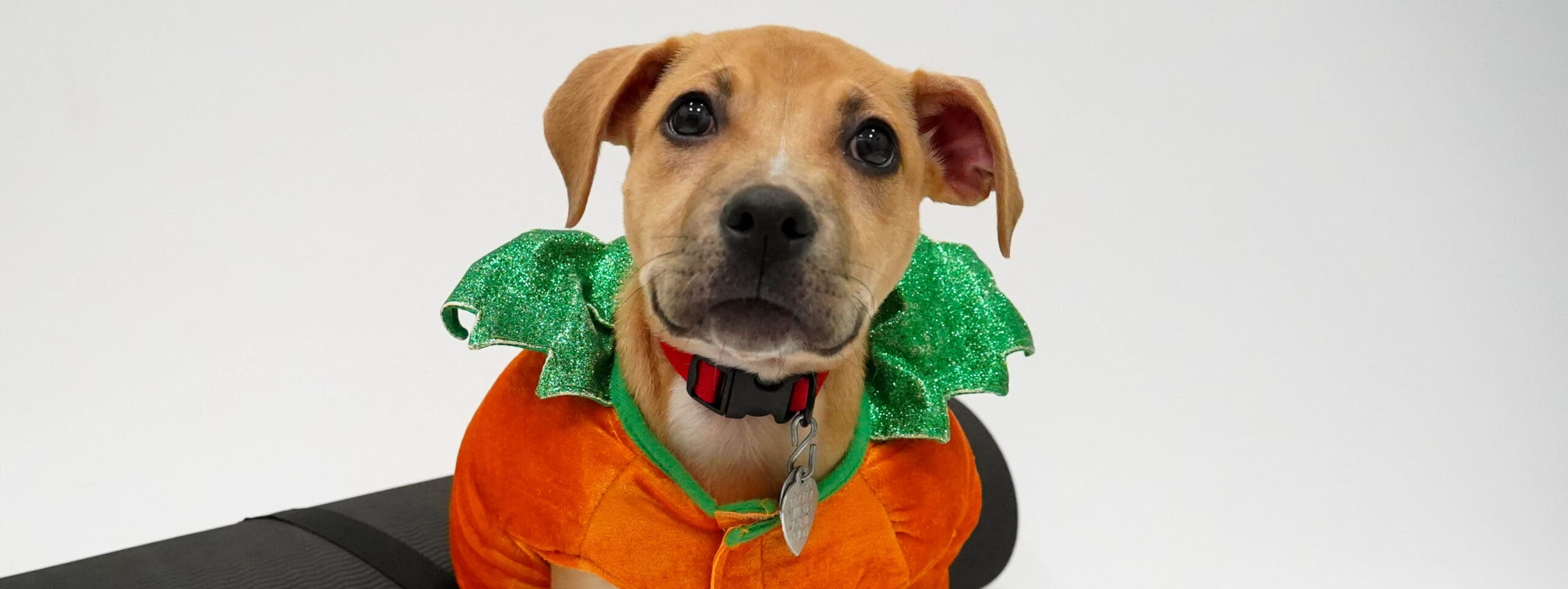 Pumpkin Puppy Yoga