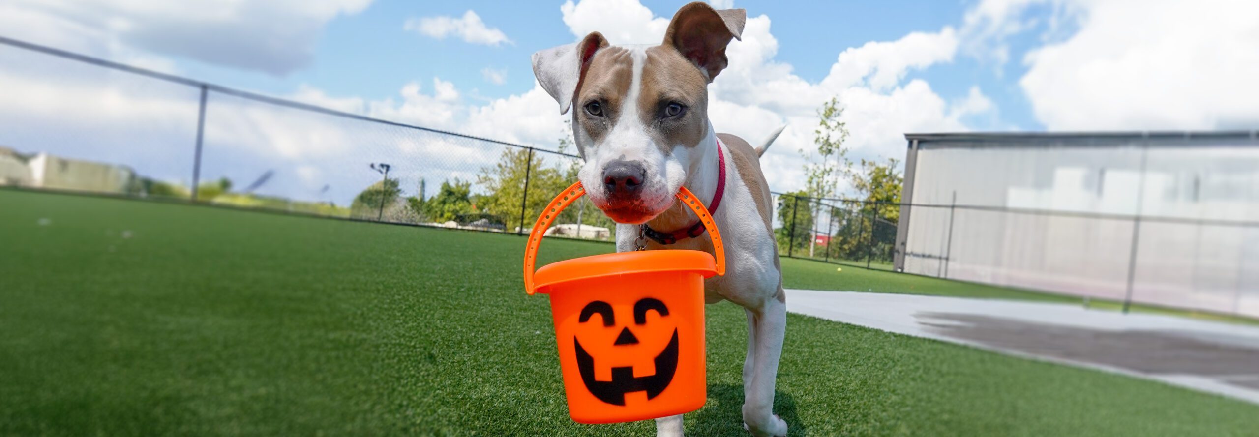 Trick or Treat Hero Image