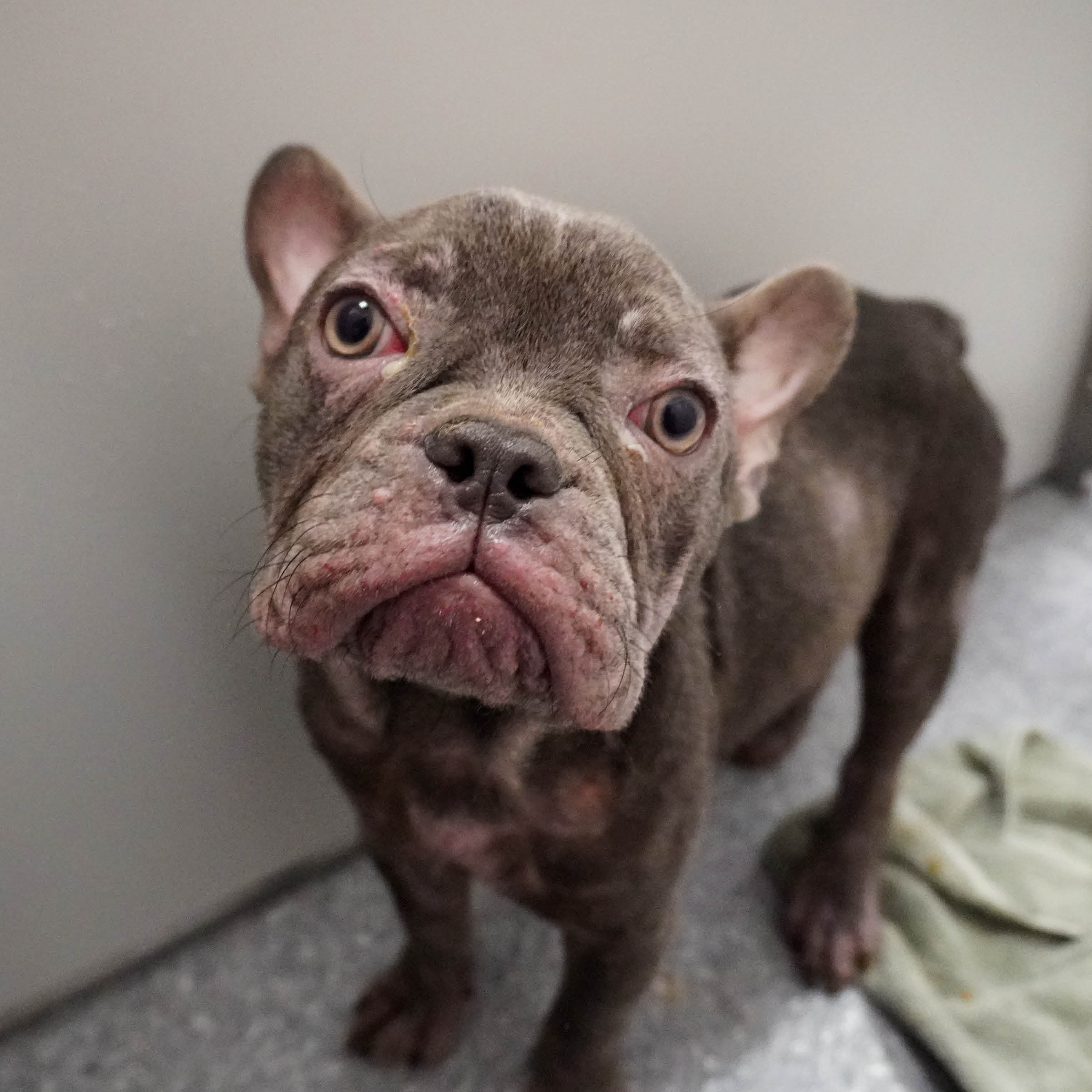 Dog1 Square