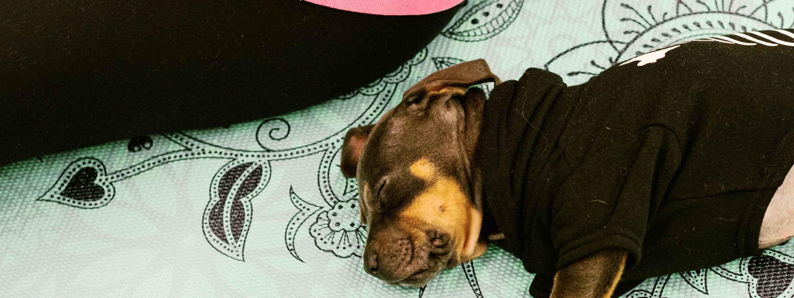 Puppy Yoga Hero2