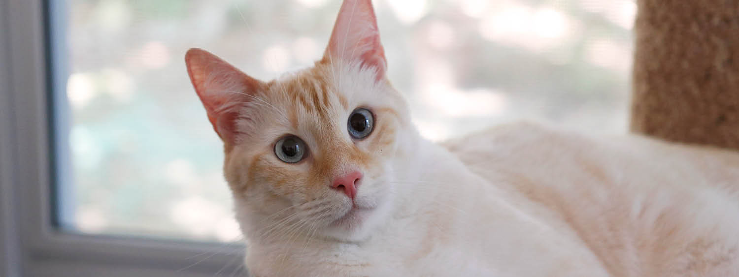 Animal rehoming page