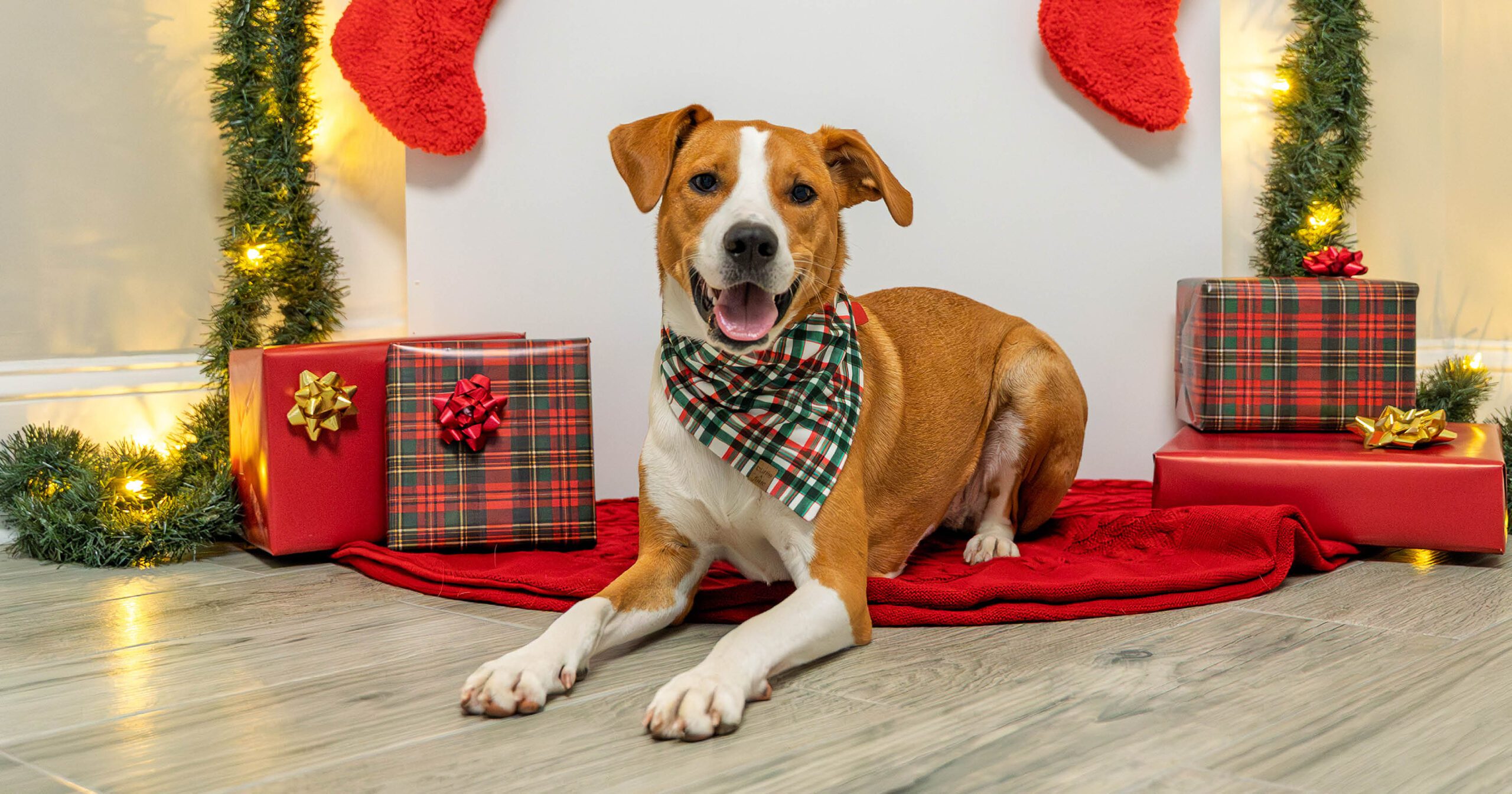 Holiday Web Event