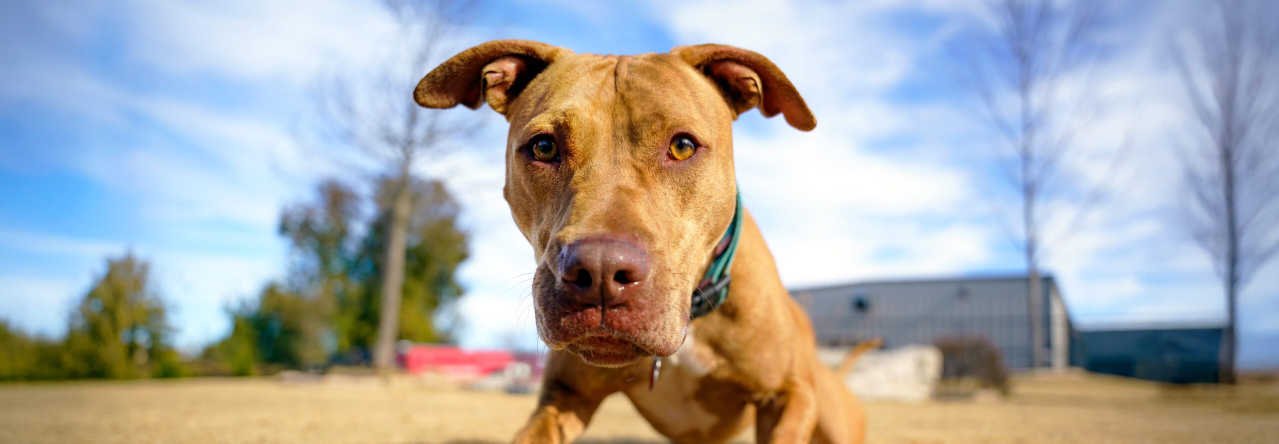 Name Your Own Price Adoptions Hero Image