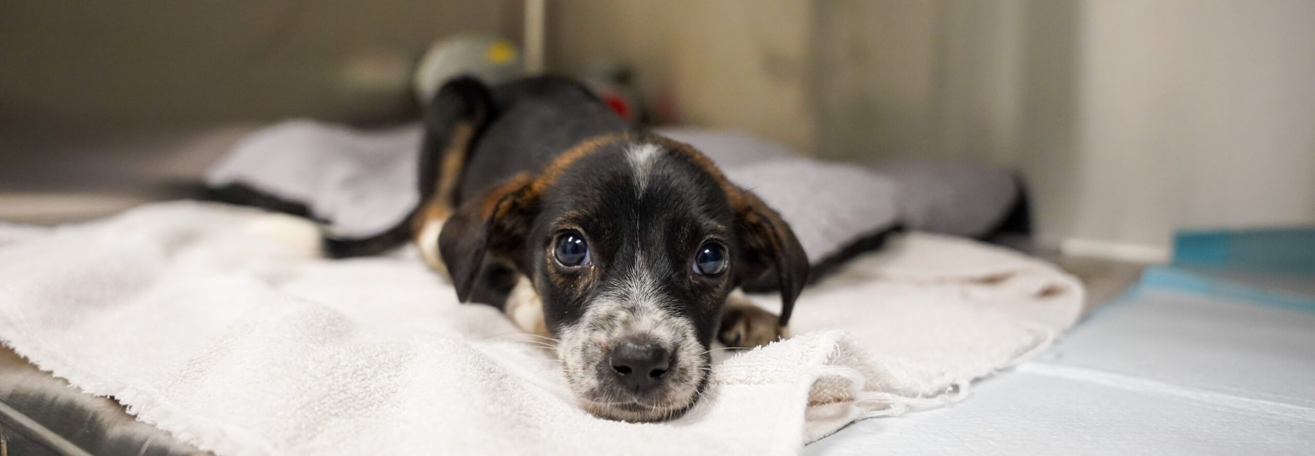 Shelter Med Chutney's Story Hero Image