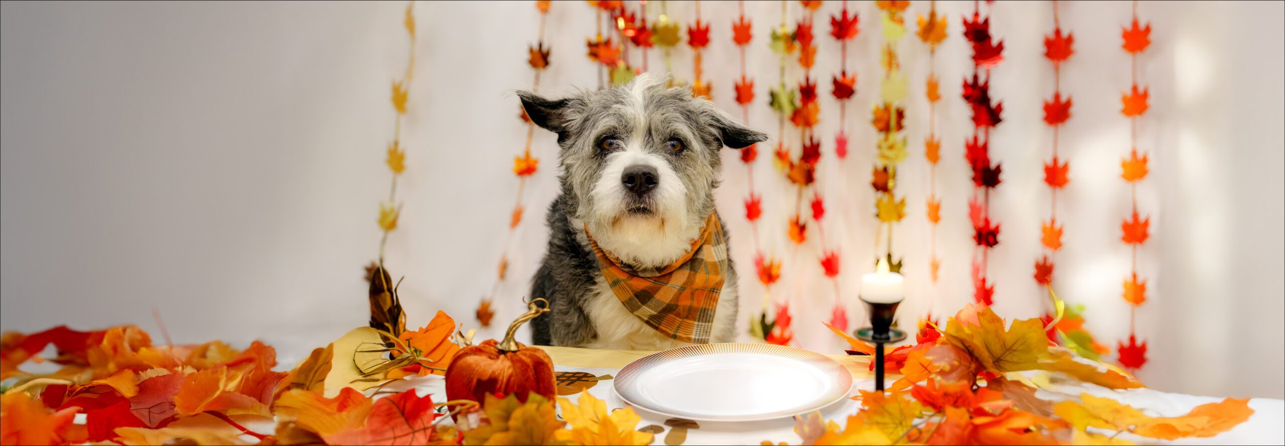 Thanksgiving Meals Graphics Hero Image