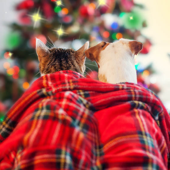 holiday lights dog:cat