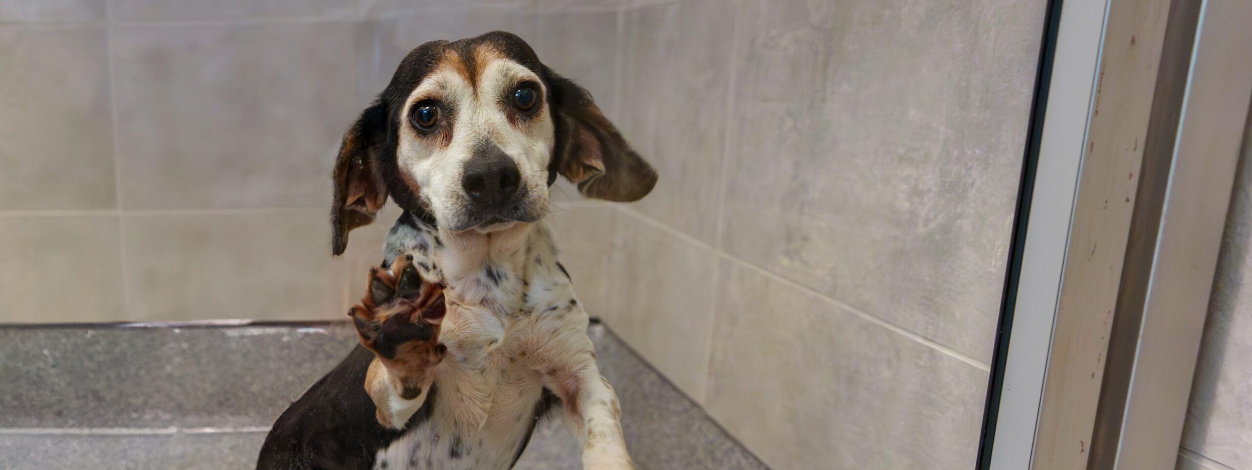 Beagle Hero