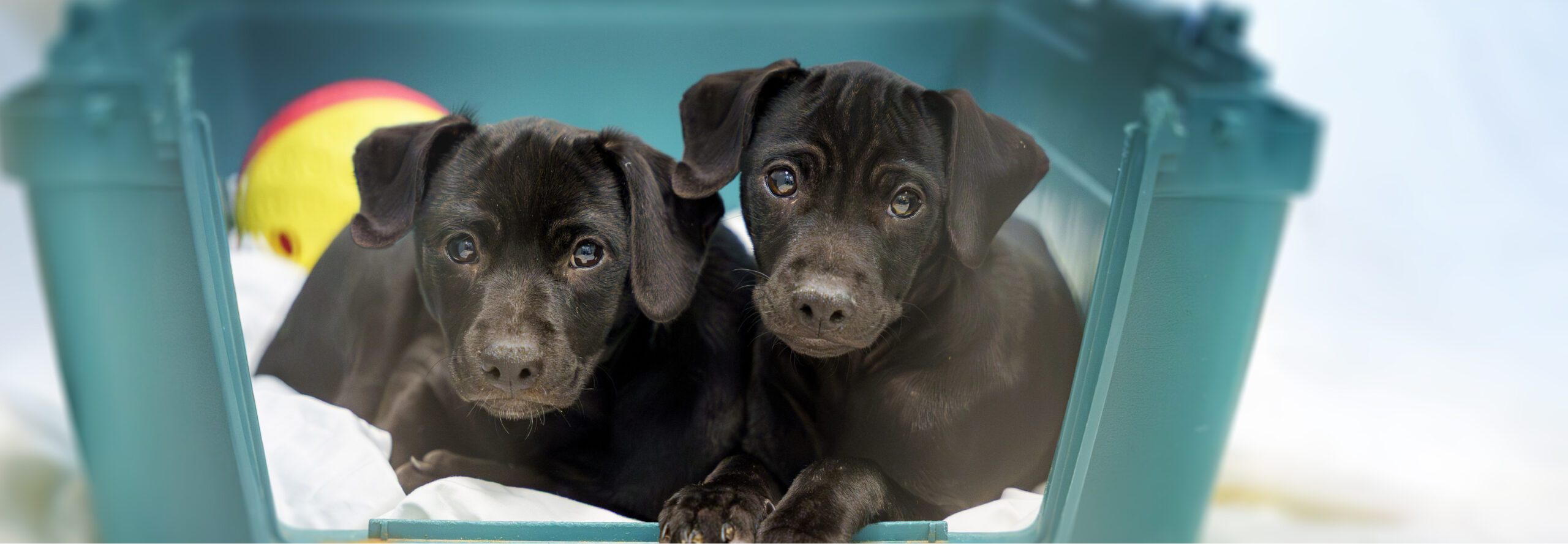 Day of GT, Parvo Puppies Hero Image