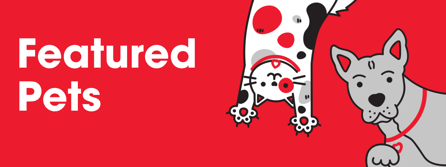Featured Pets