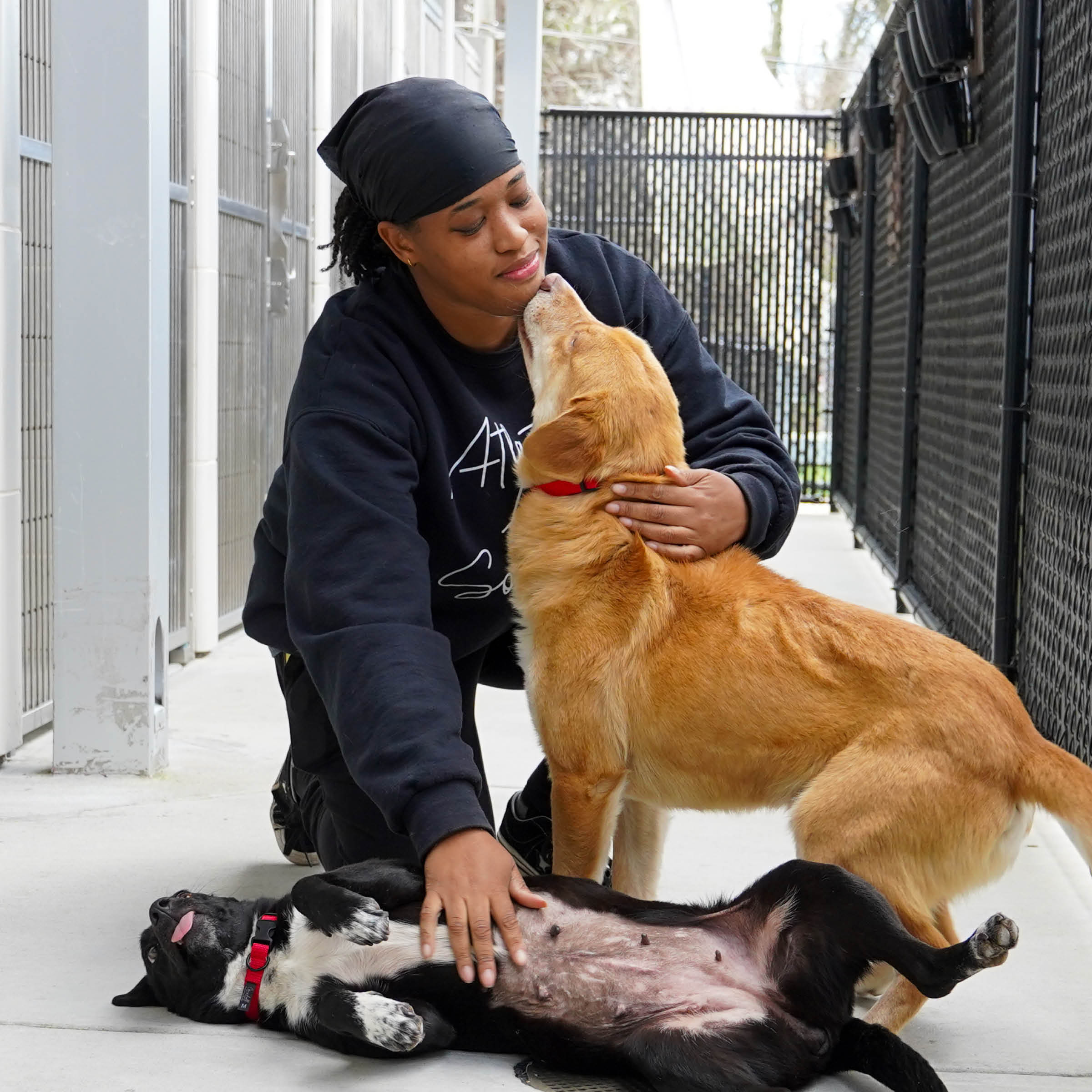 March Square Behavior Dogs
