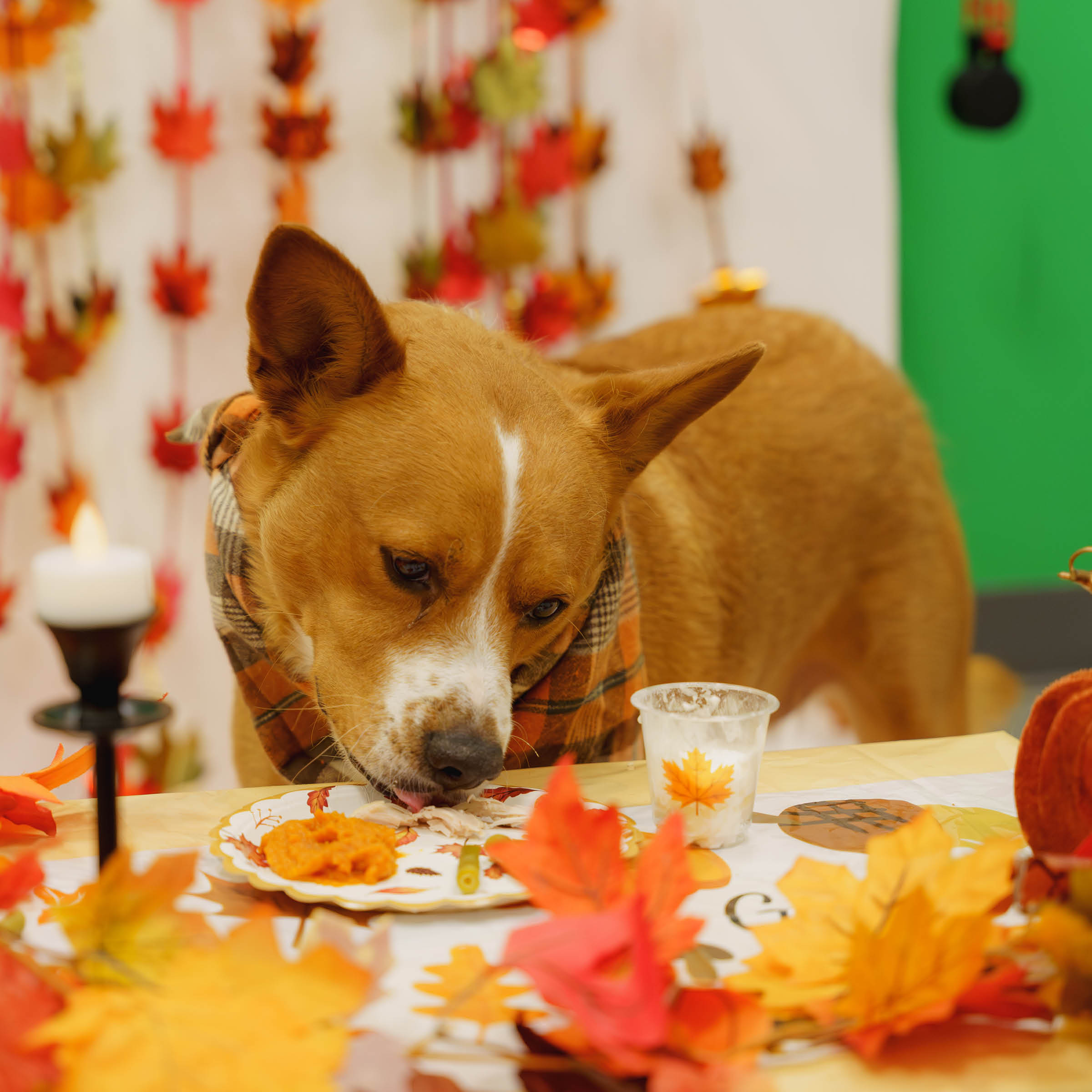 Thanksgiving Meals Square