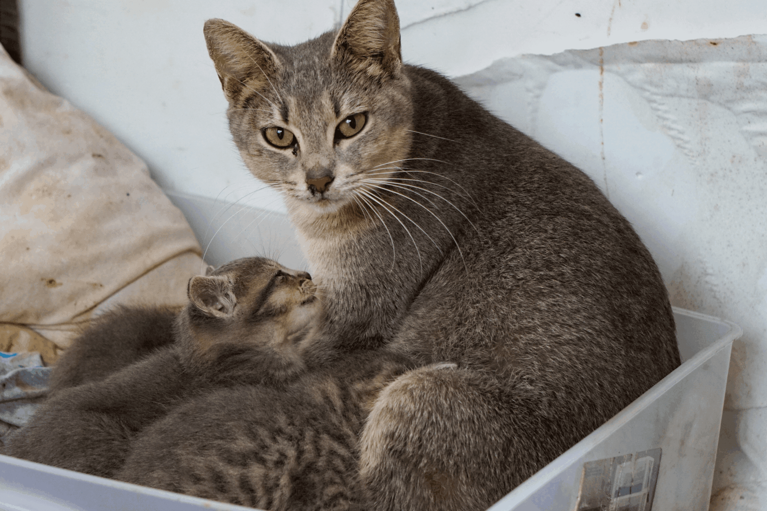 TNR Web Event Blog