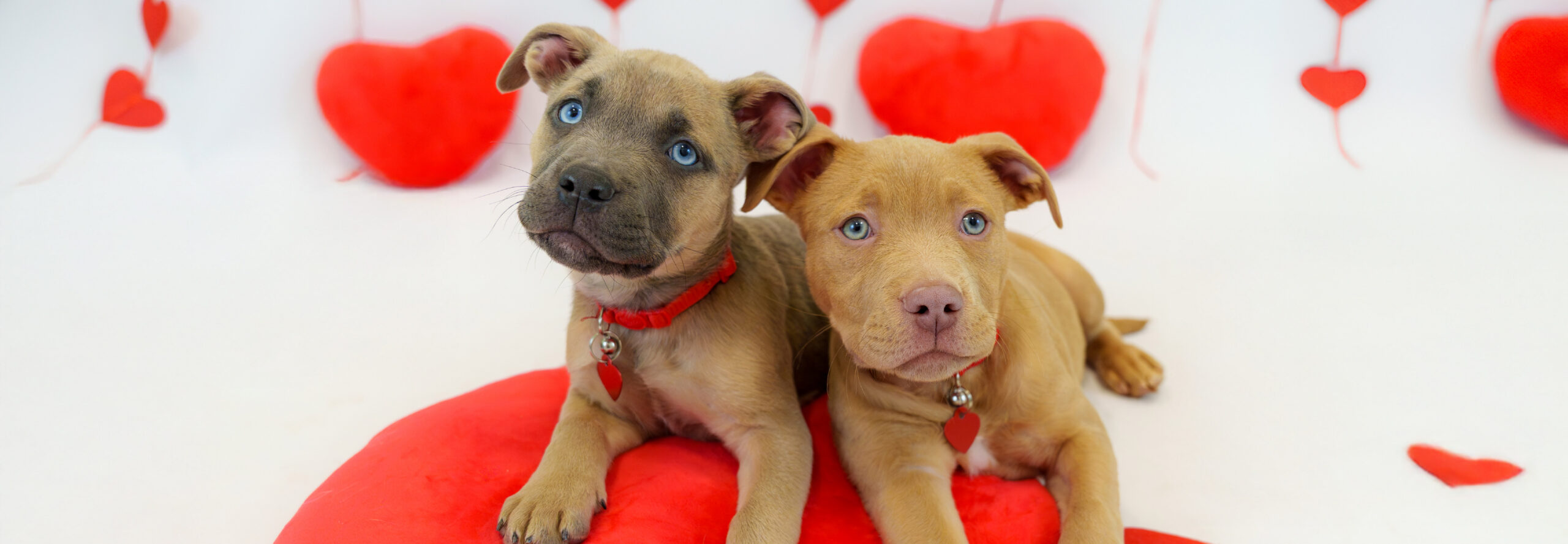 Adopt the Love, $0 Adoptions Hero Image