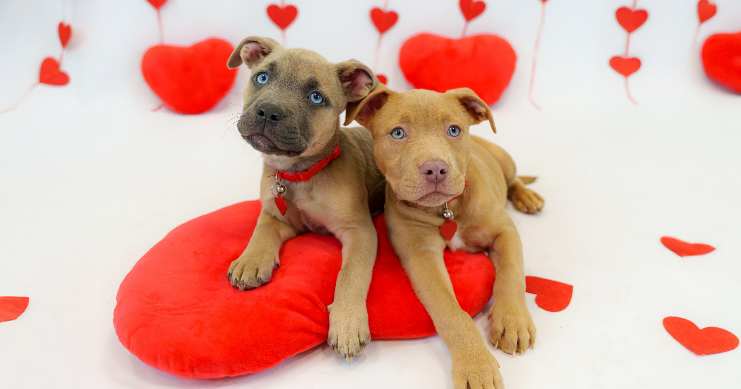 Adopt the Love, $0 Adoptions Web event