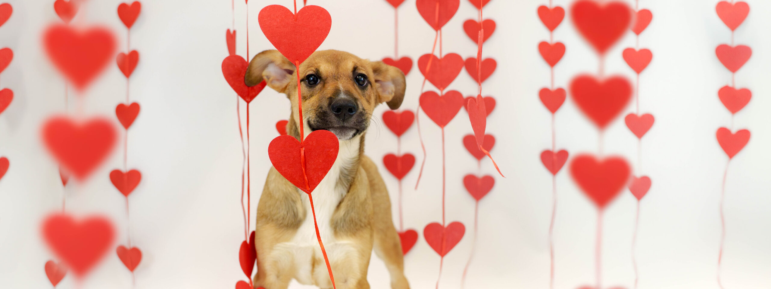 Valentine Fundraiser Hero