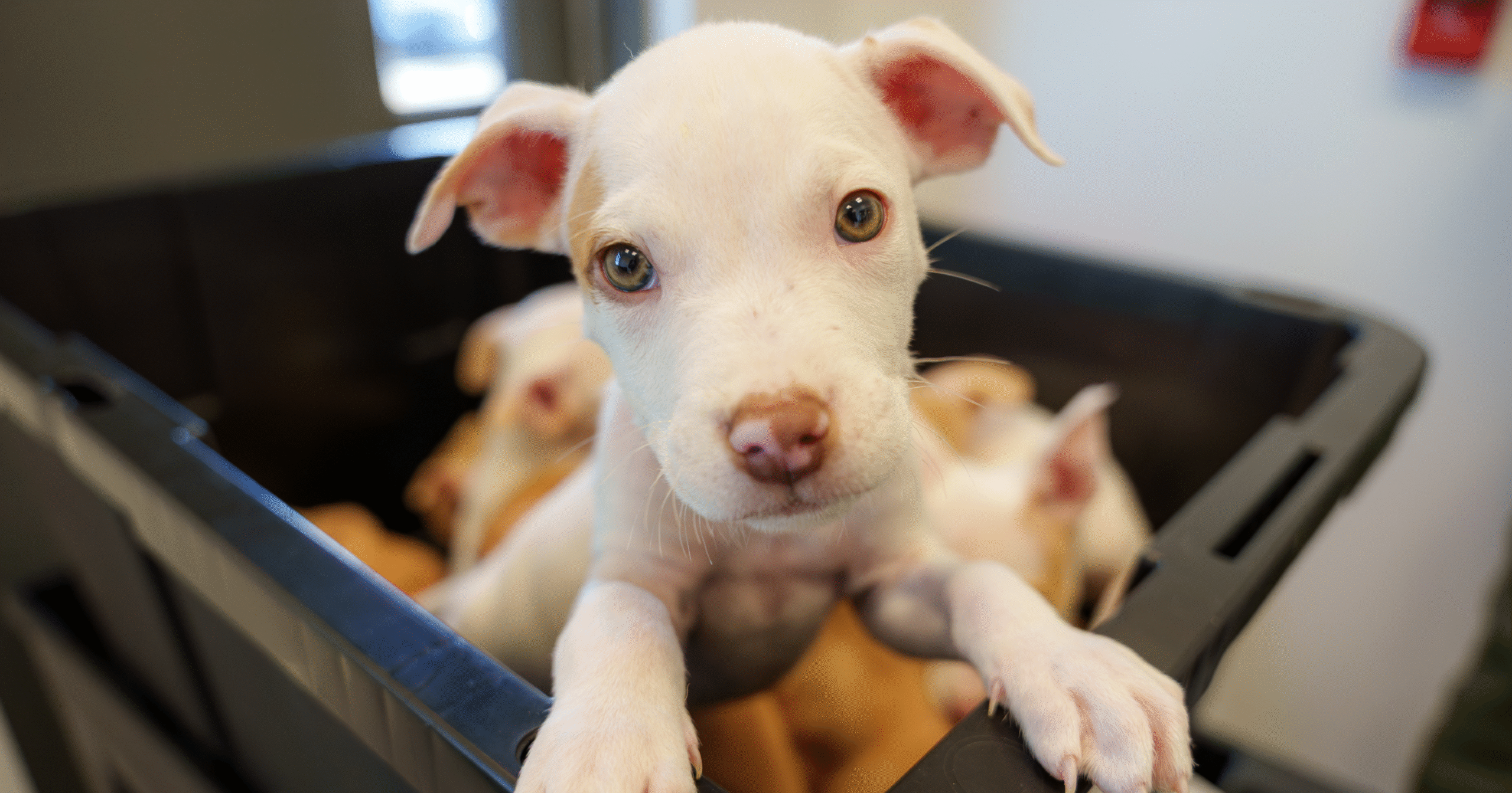Web Event Feb Vaccine Clinic