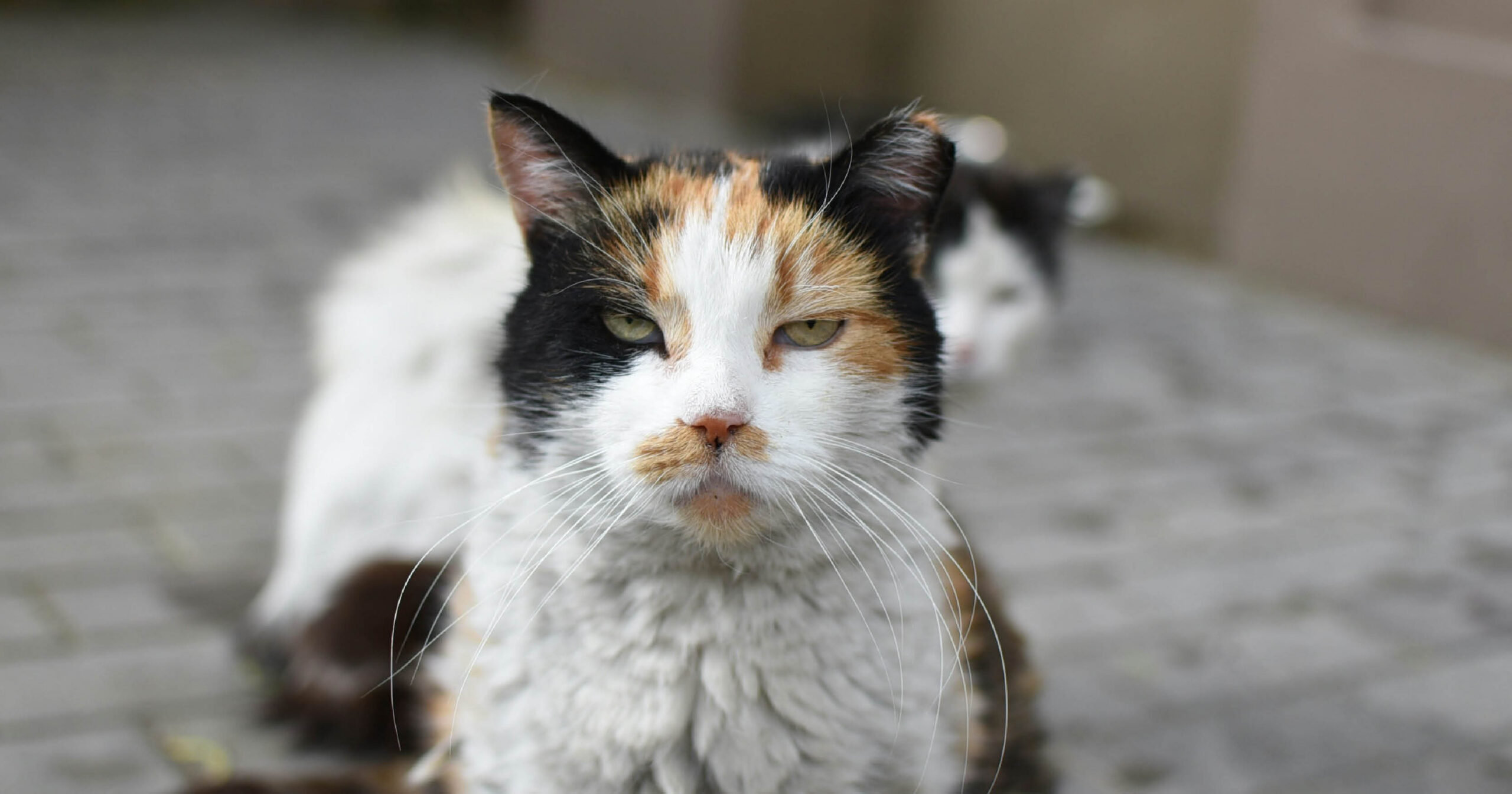 Community Cats Web Event