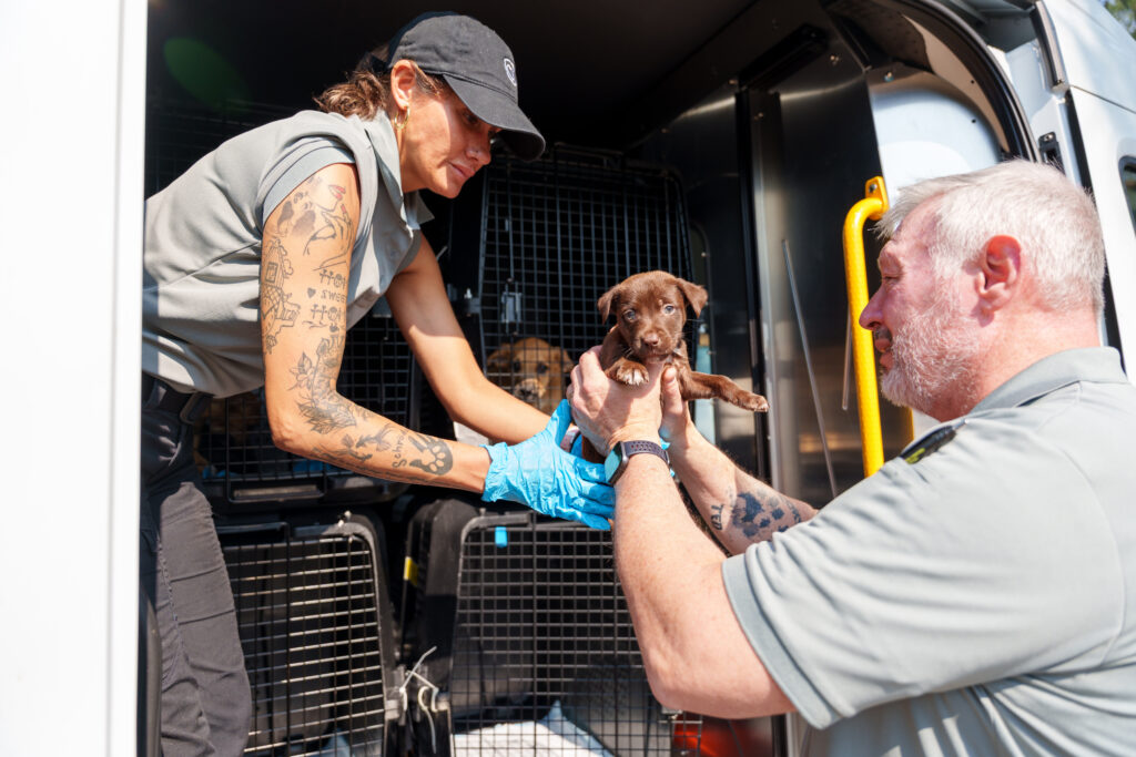 Puppies being loaded on van