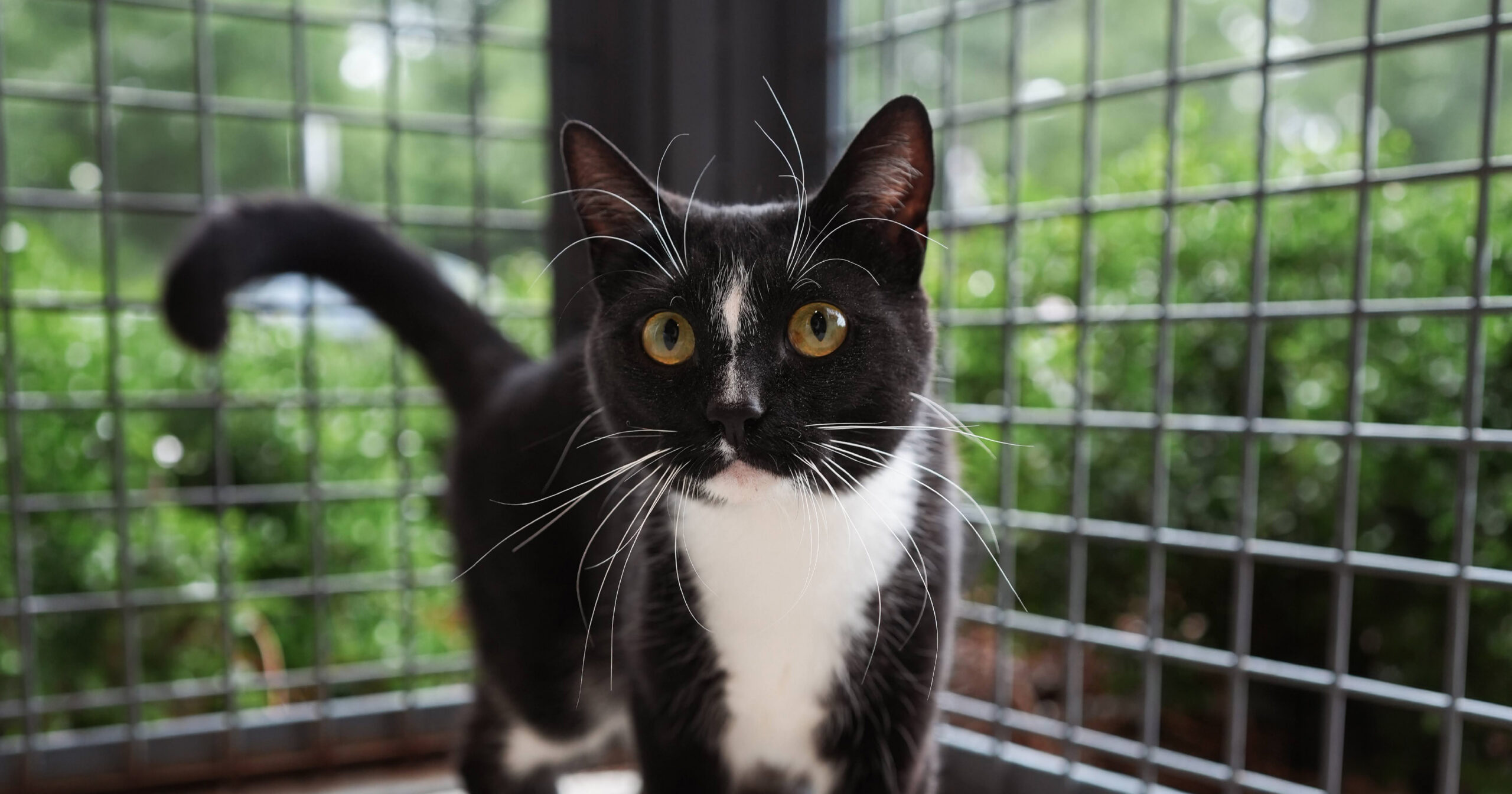 Catopia Adoption Promotion Web event