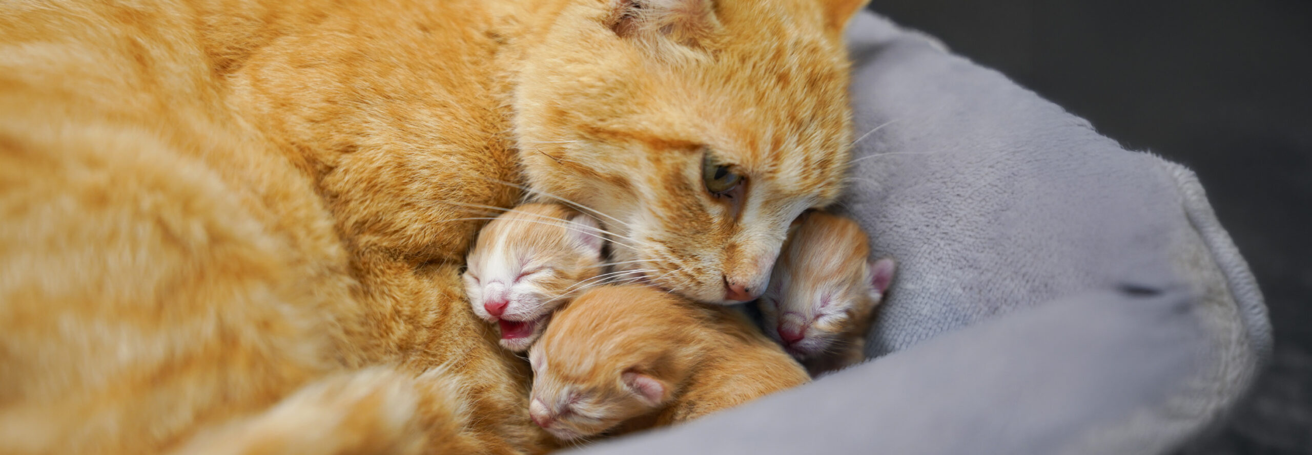 Chancla Cat with 3 Kittens Hero Image