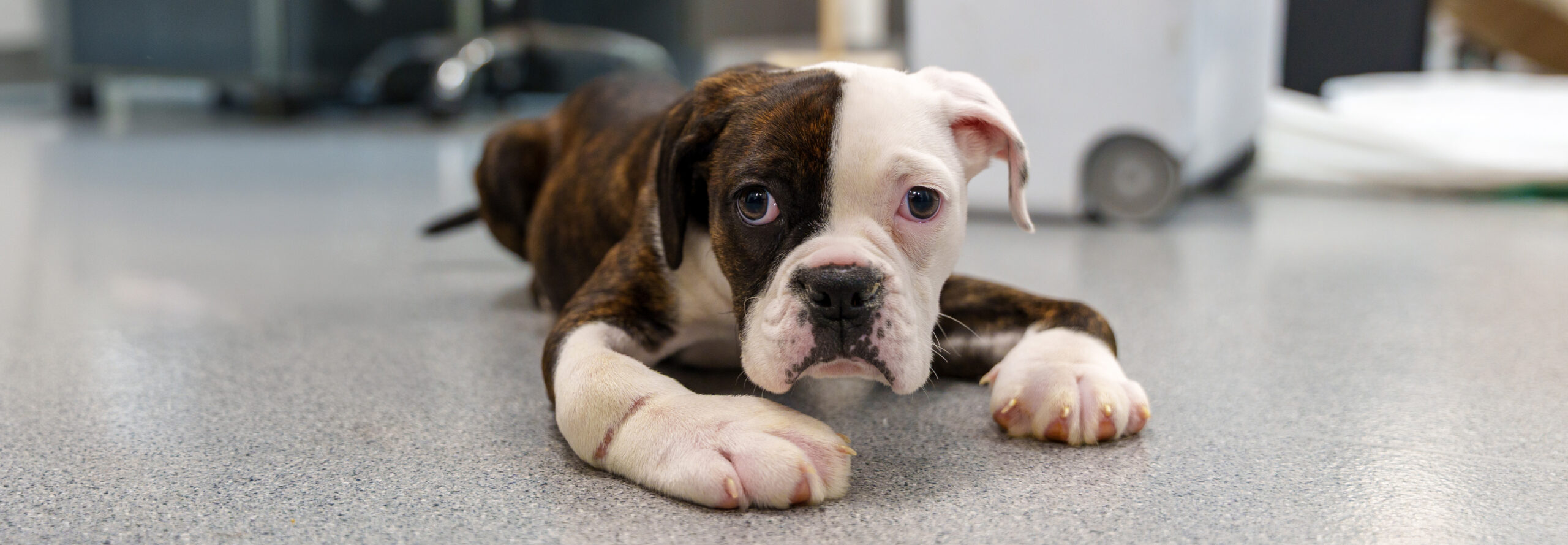 Darla Deformed Front Paws Hero Image