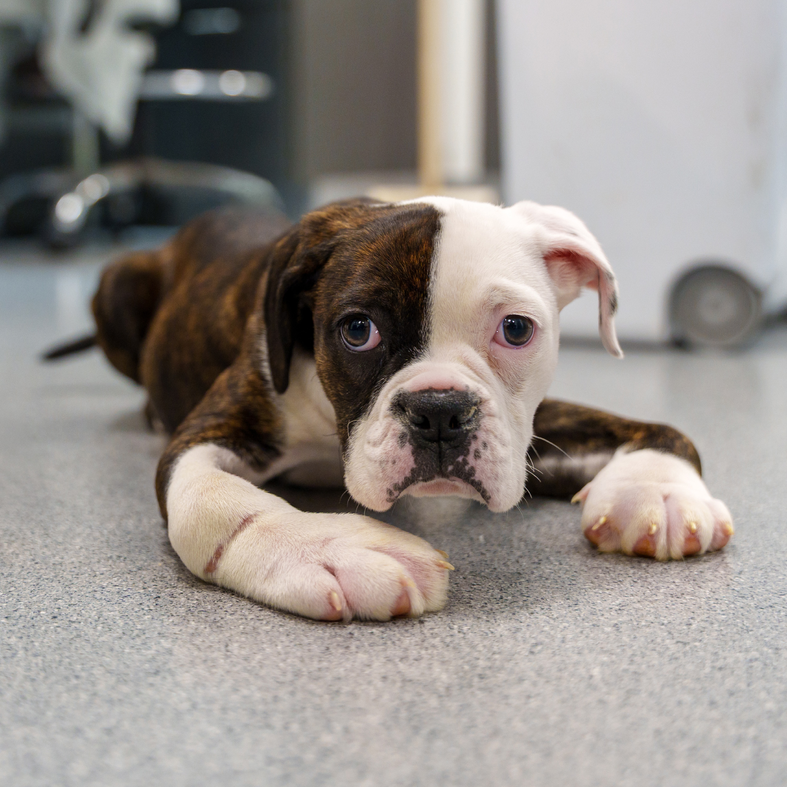 Darla Deformed Front Paws blog