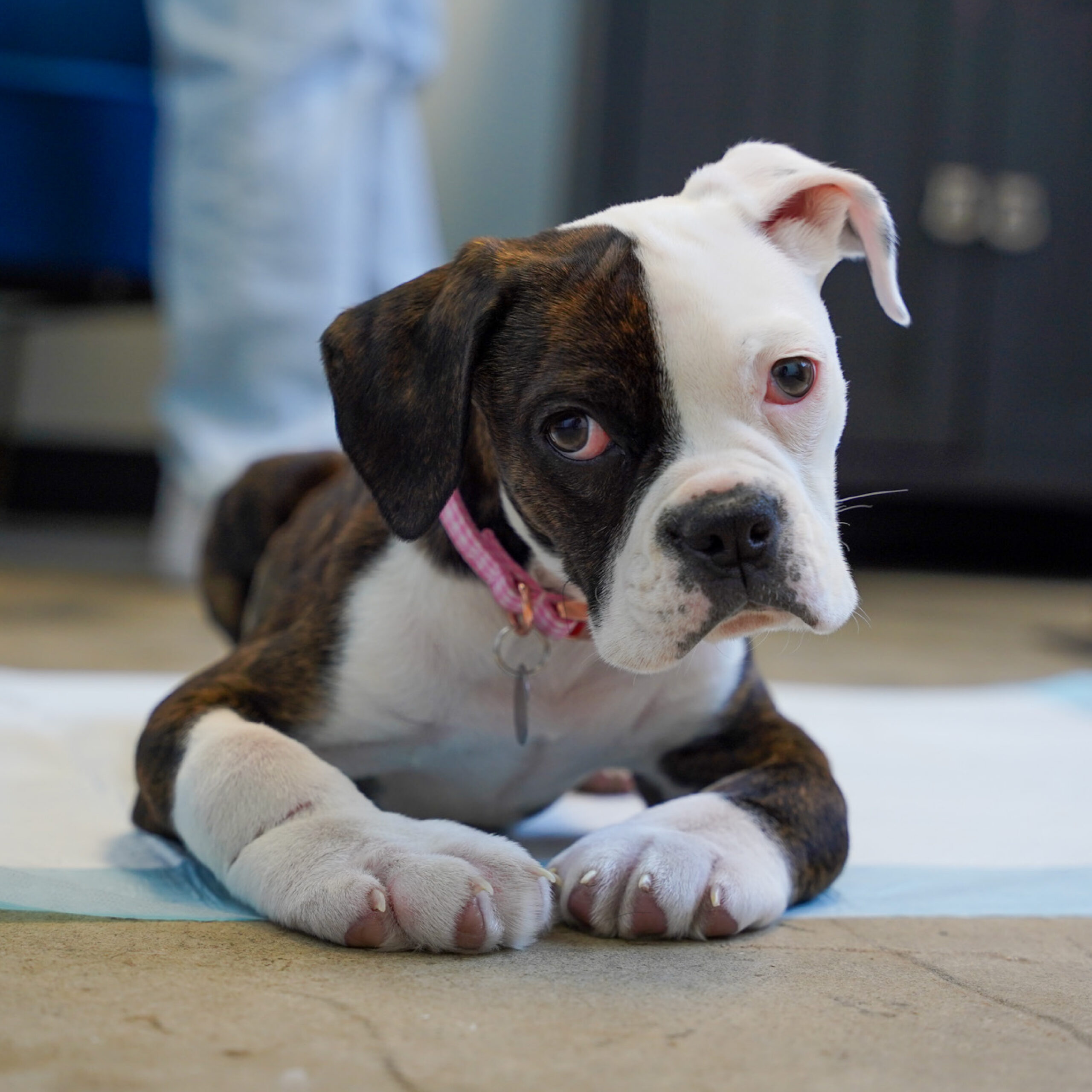 Darla blog update 2