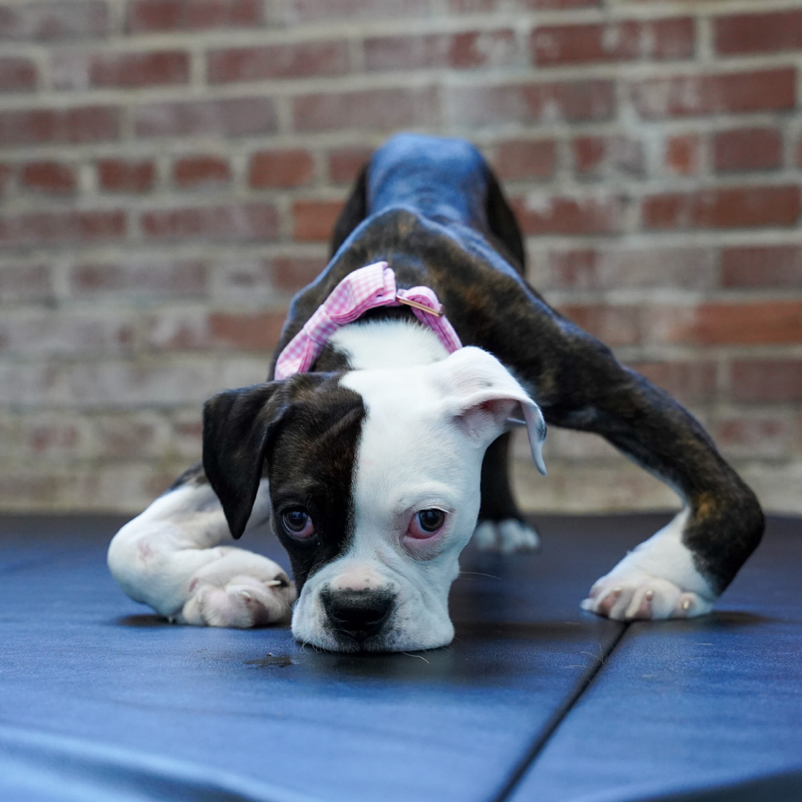 Darla blog update 3