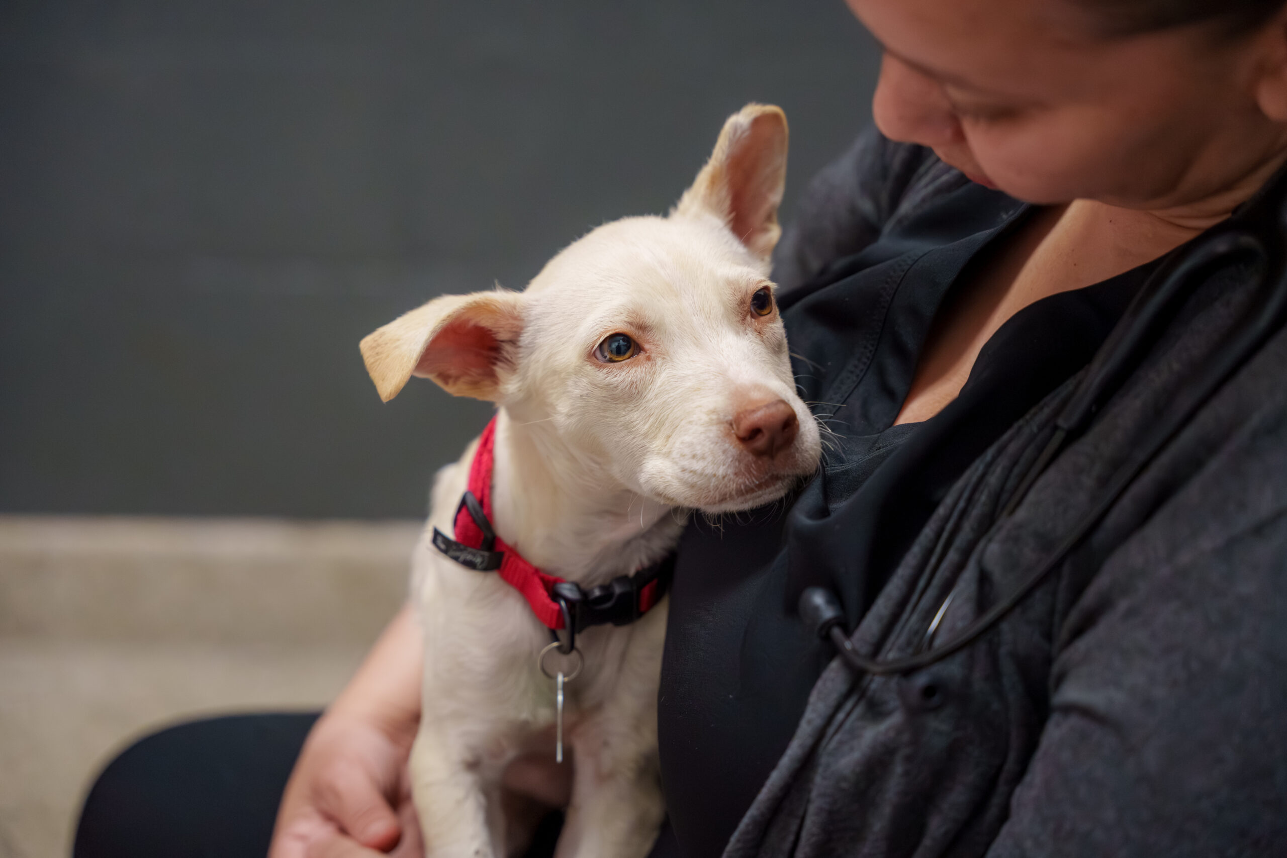 FolkstonRescue Intake Puppy Elmer DSC01846
