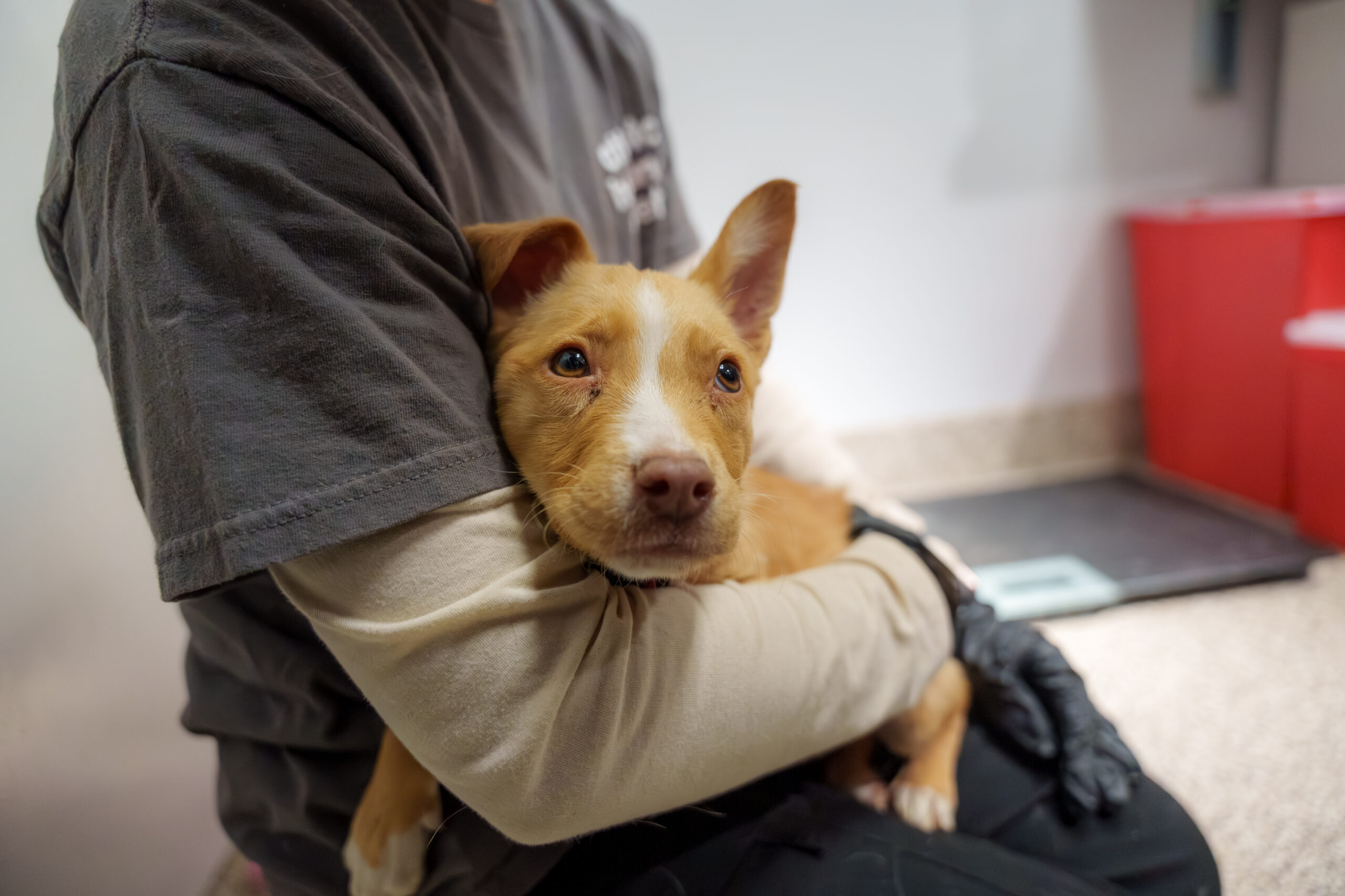 FolkstonRescue Intake Puppy Erin DSC01832