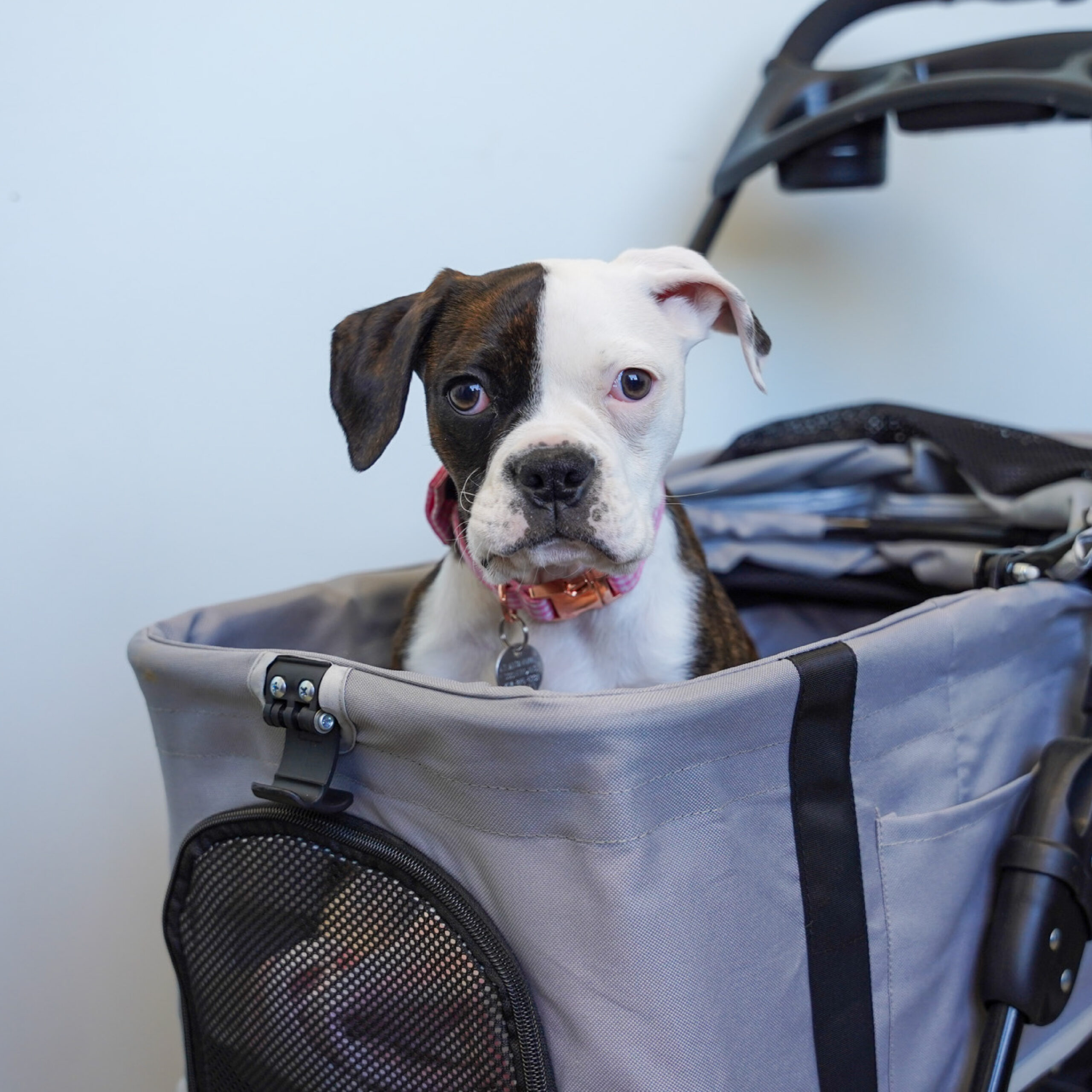 darla blog update 4