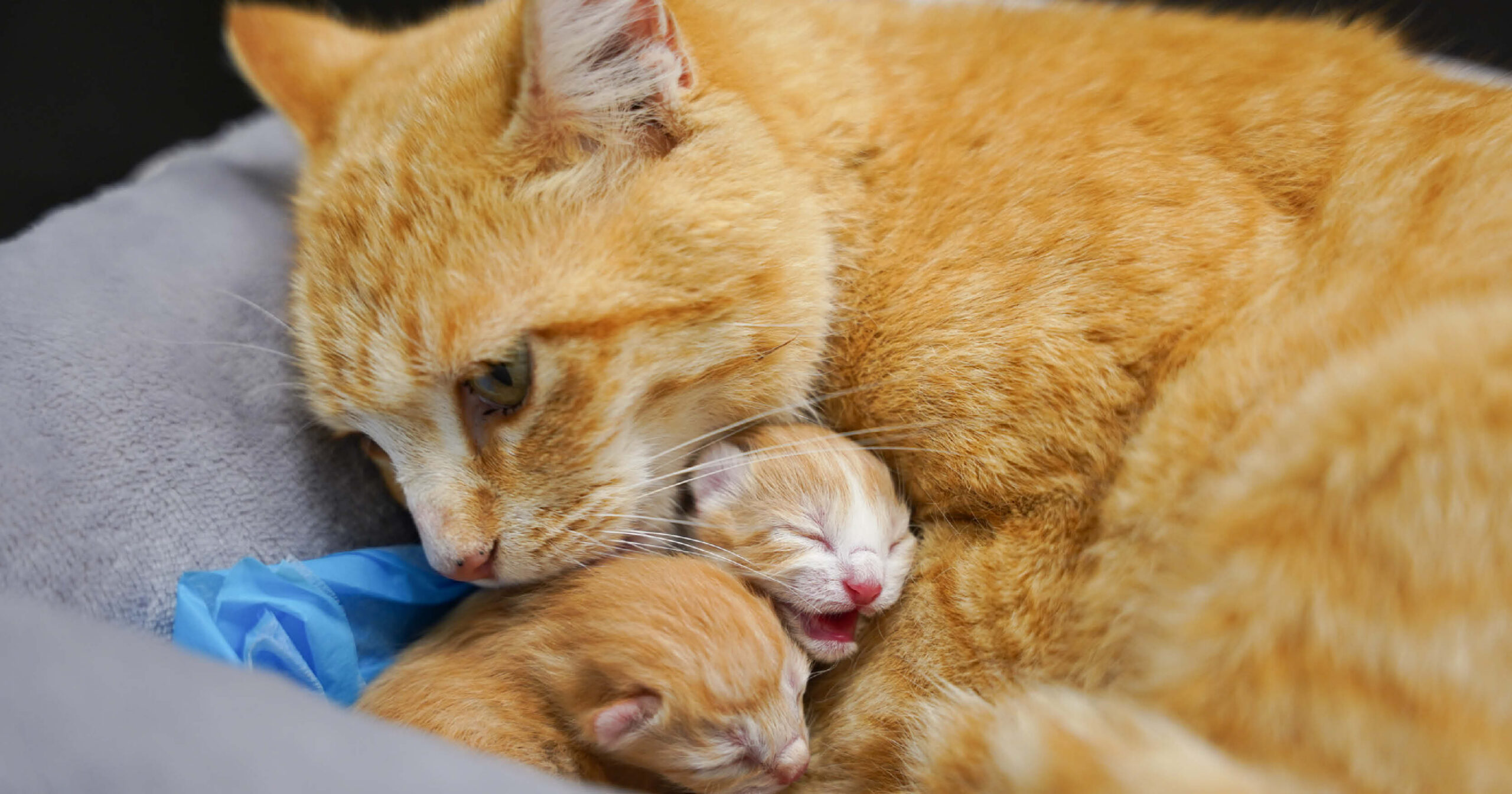Kitten Workshop Web Event