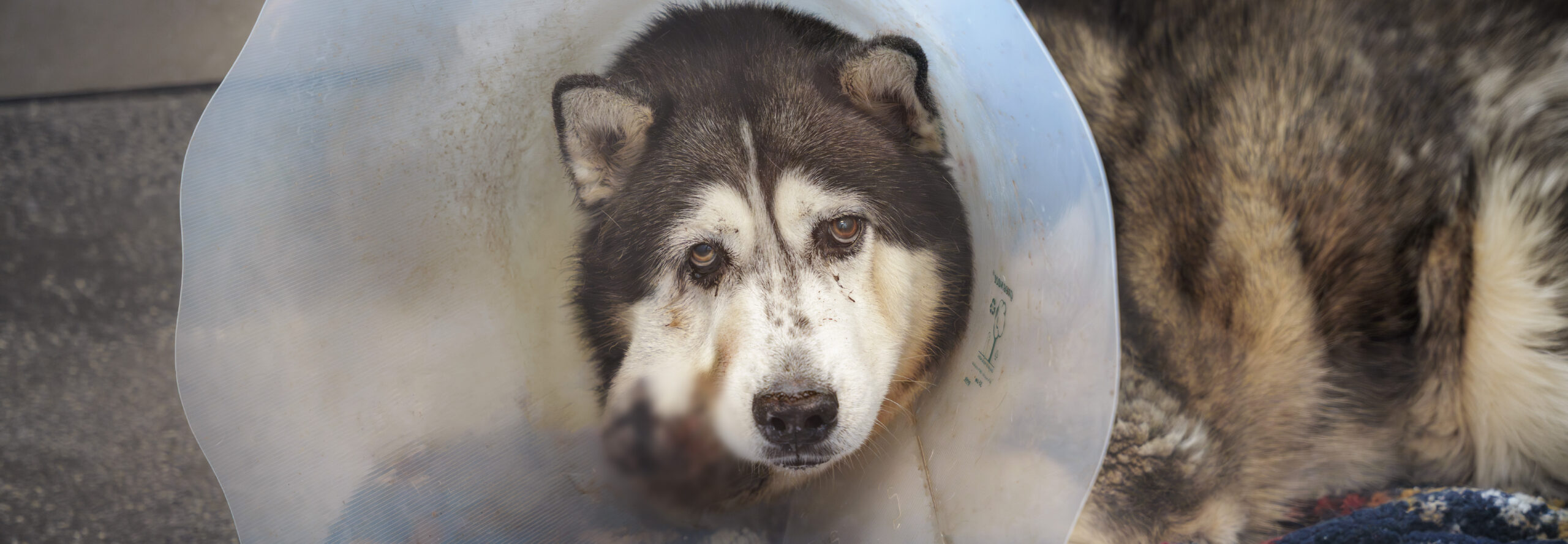 North West Georgia Rescue Hero Image