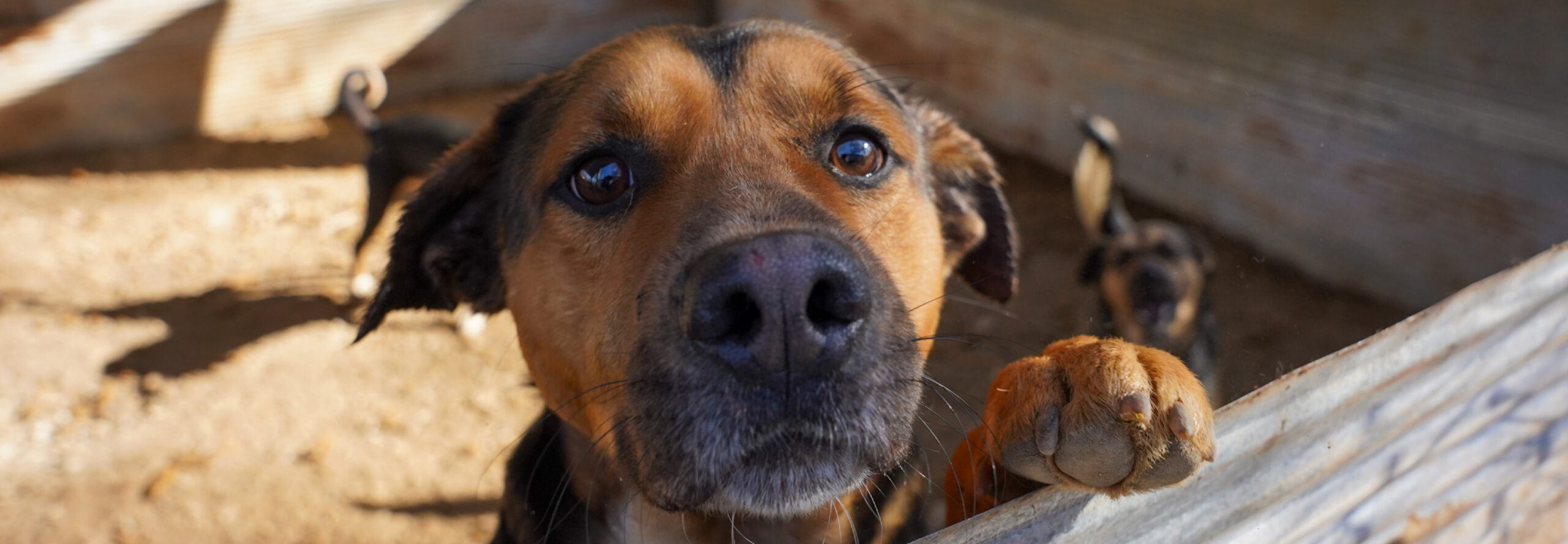 DOG Madison County Rescue Hero Image