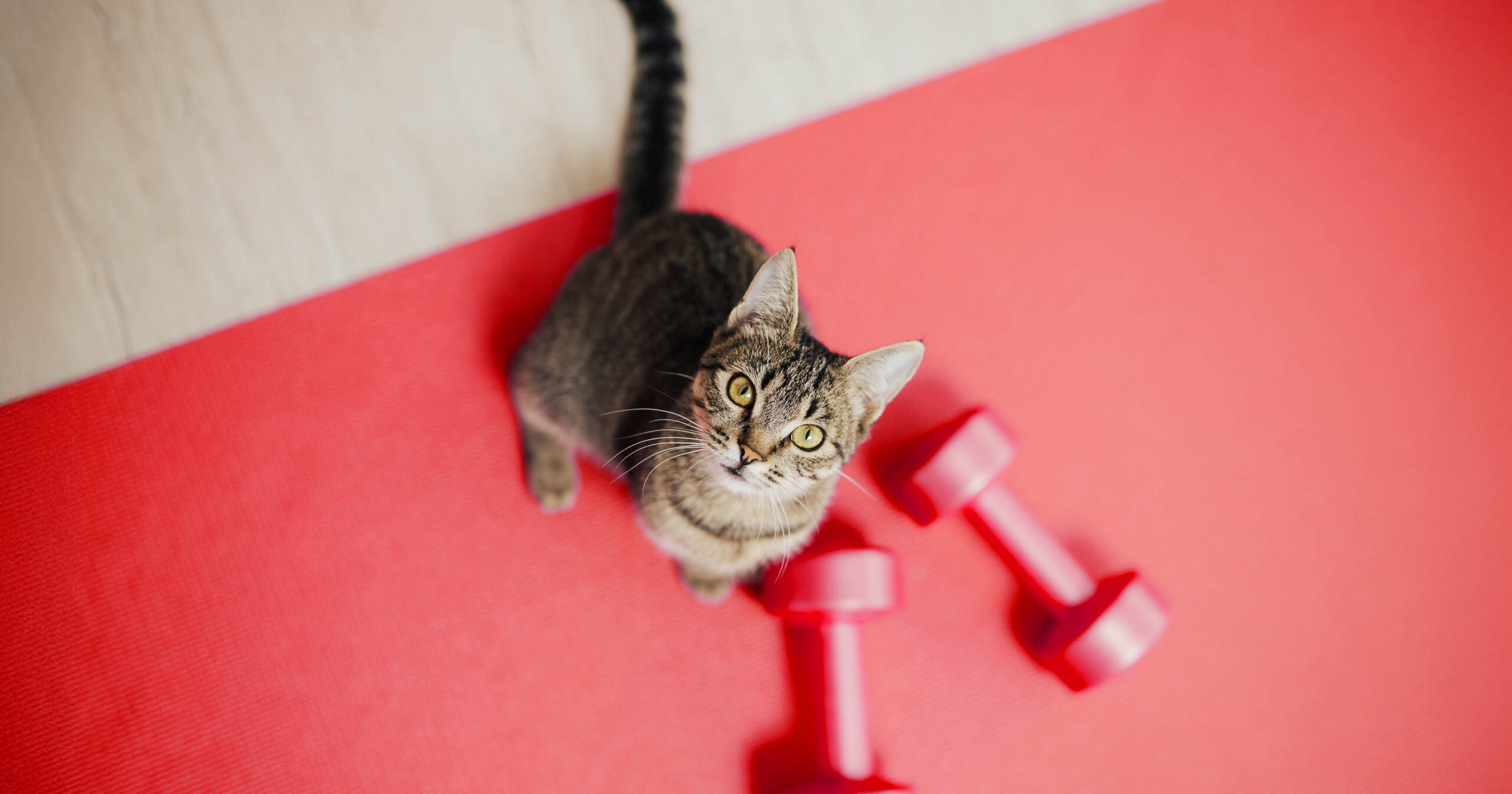 Kitten Pilates Web Event