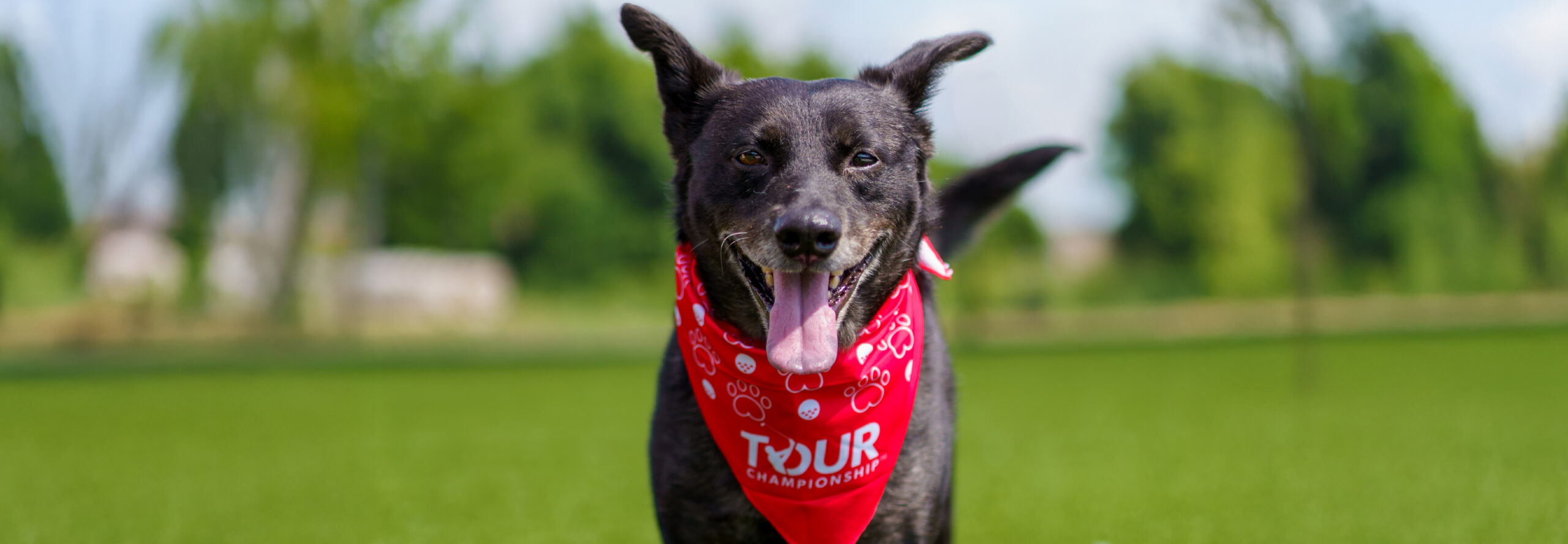PGA Tour Adoption Promo Hero Image