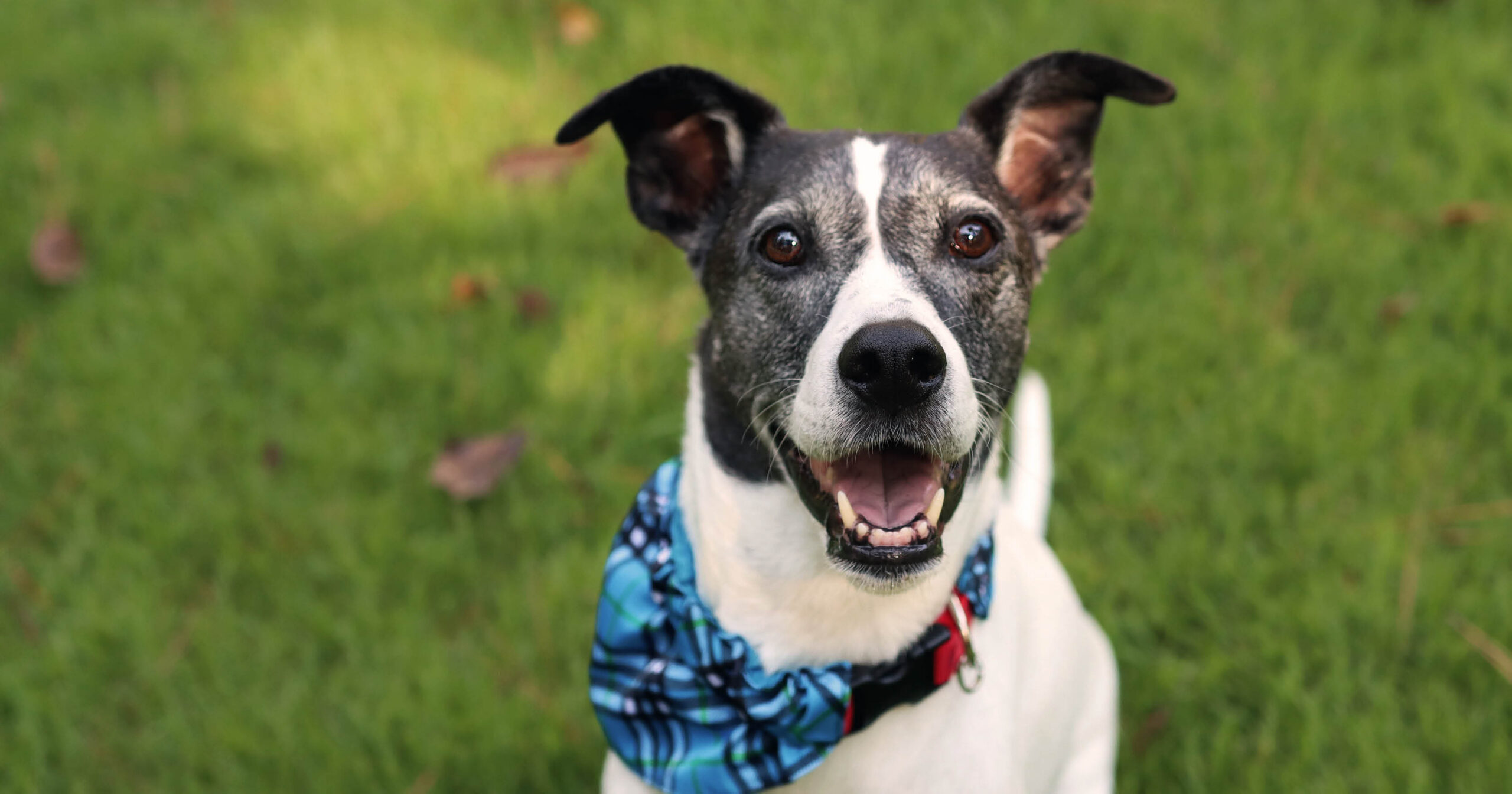 Marietta Dog Adoption Events