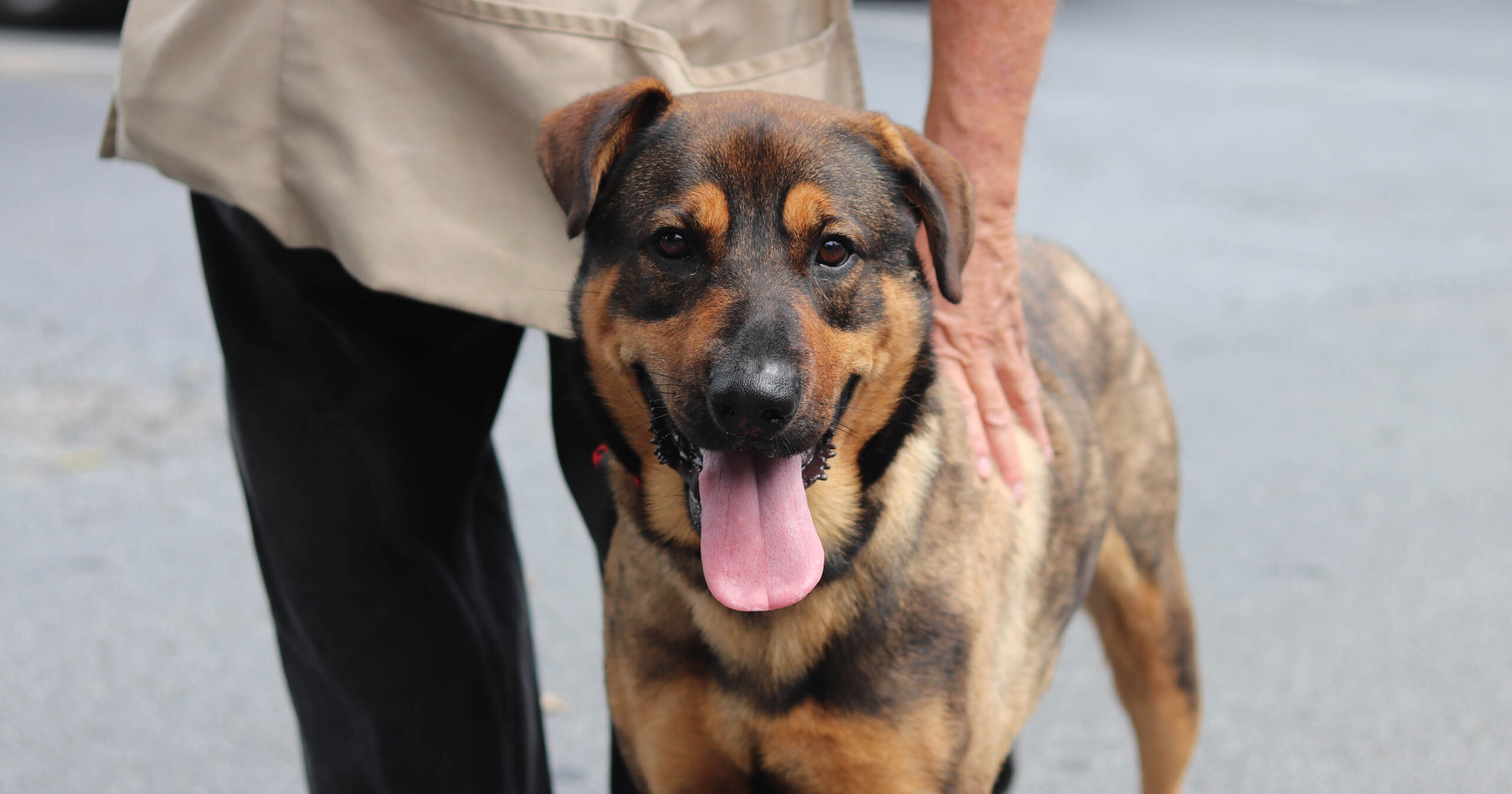 Roswell Dog Adoption Events